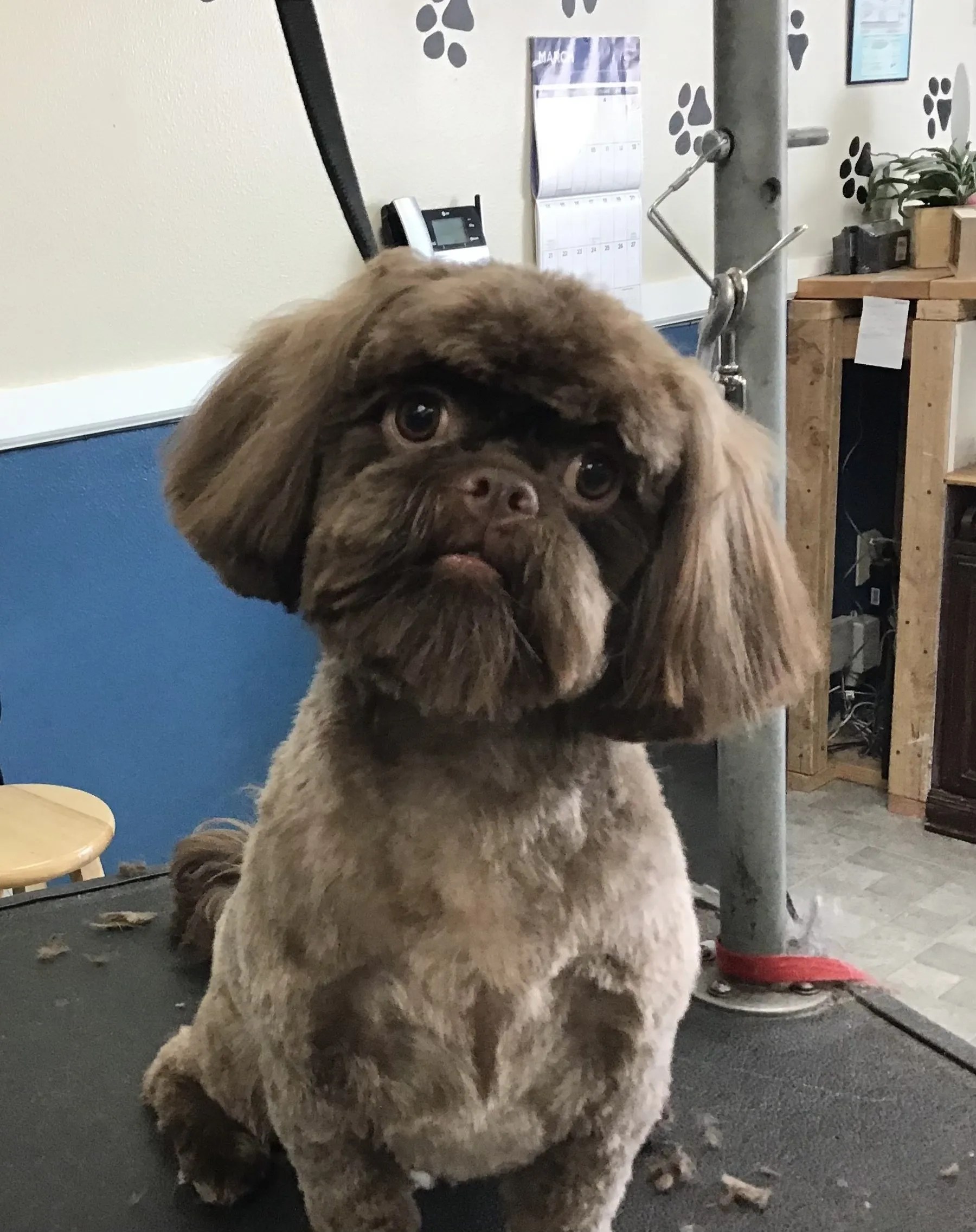 Photo Gallery Yucaipa, CA Styles Pet Grooming