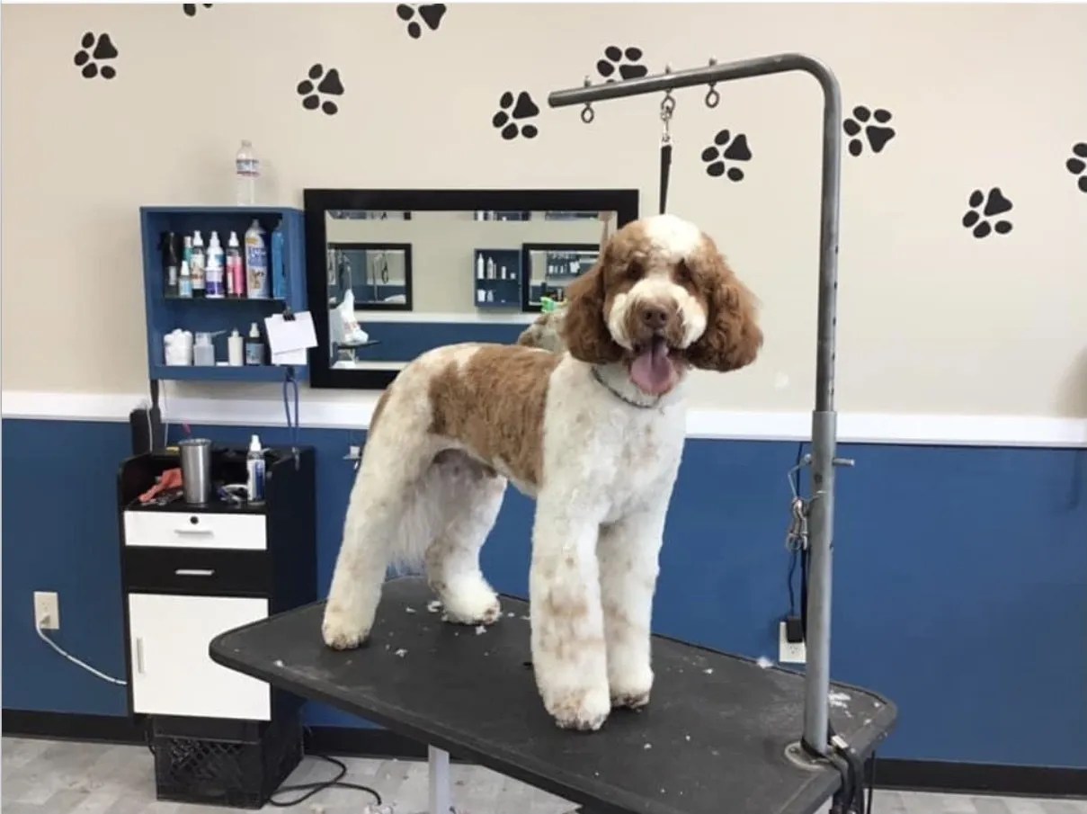 Photo Gallery Yucaipa, CA Styles Pet Grooming