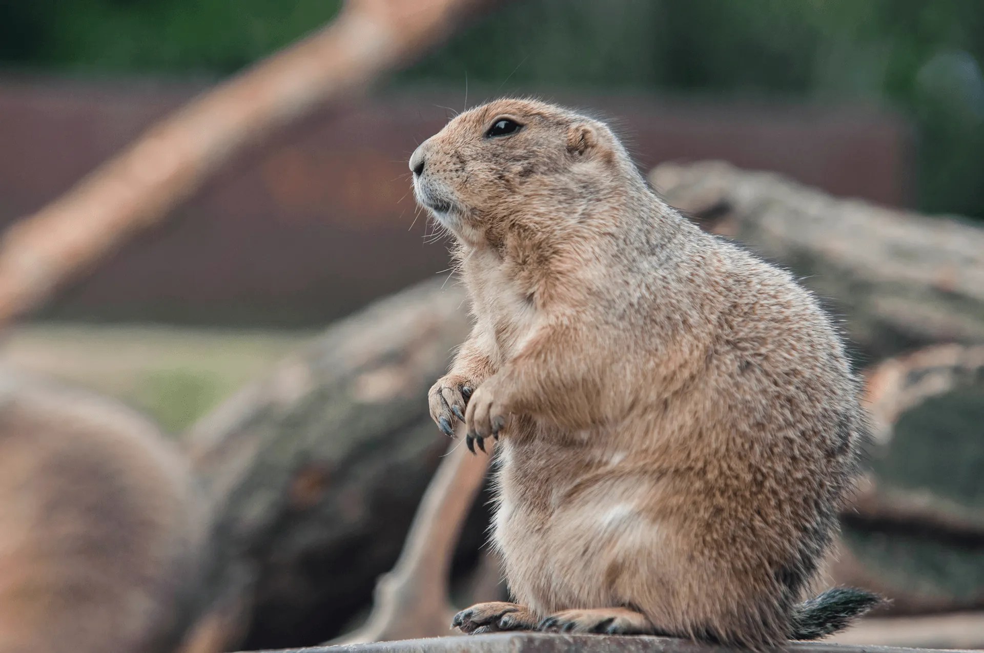 Can You Relocate Gophers?