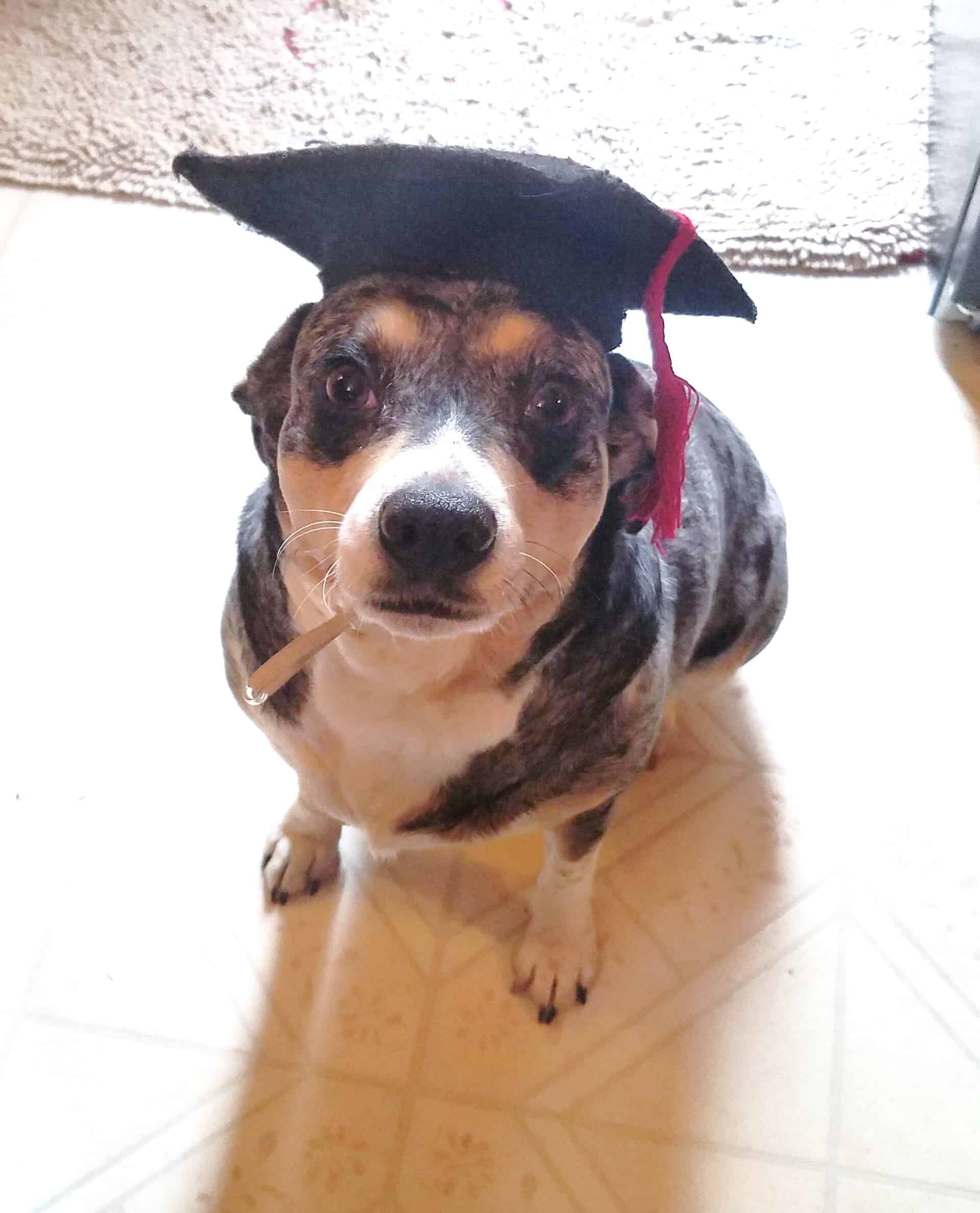 Gallery Saint Charles, MO