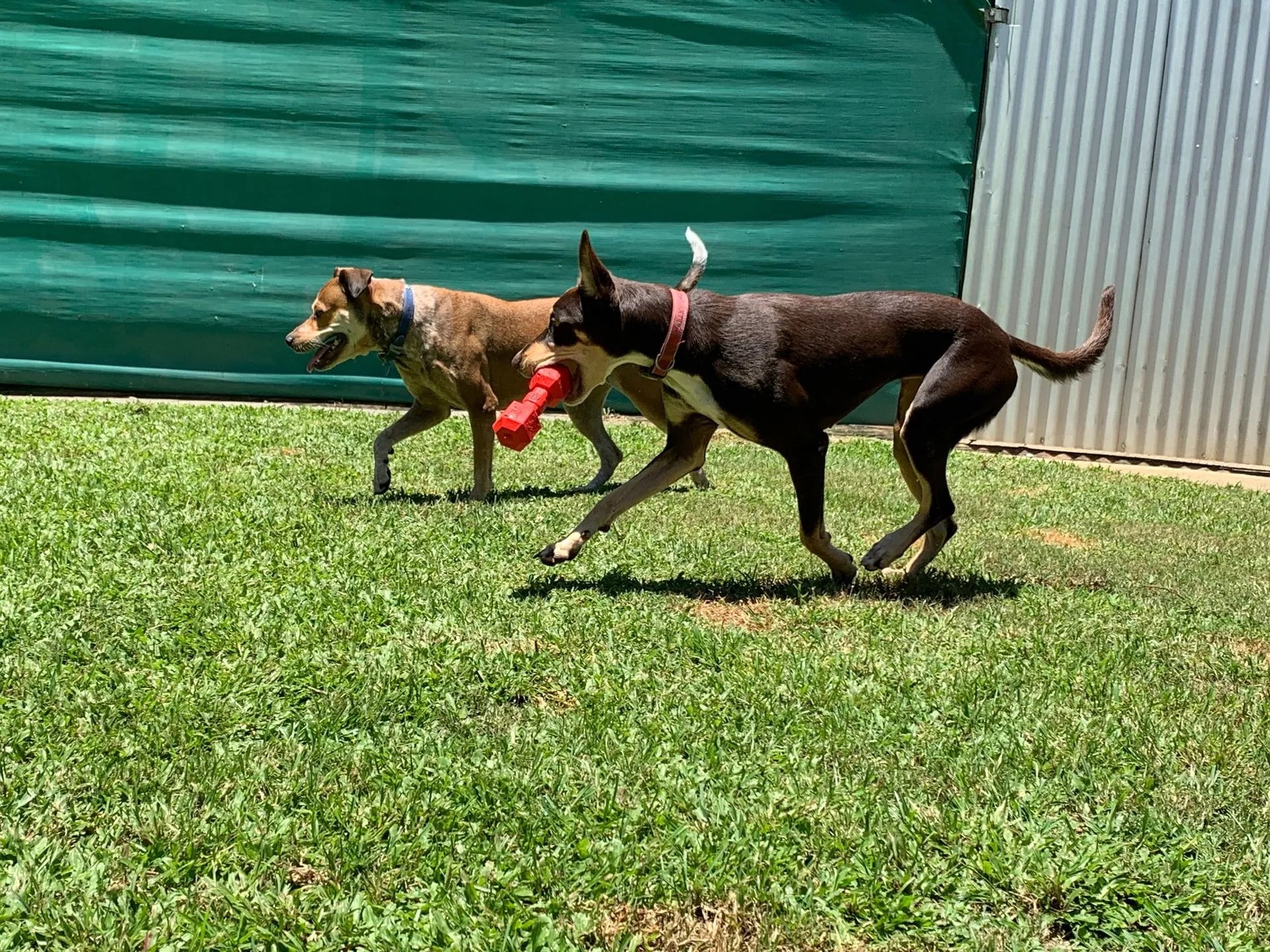 Services Kuranda Pet Resort