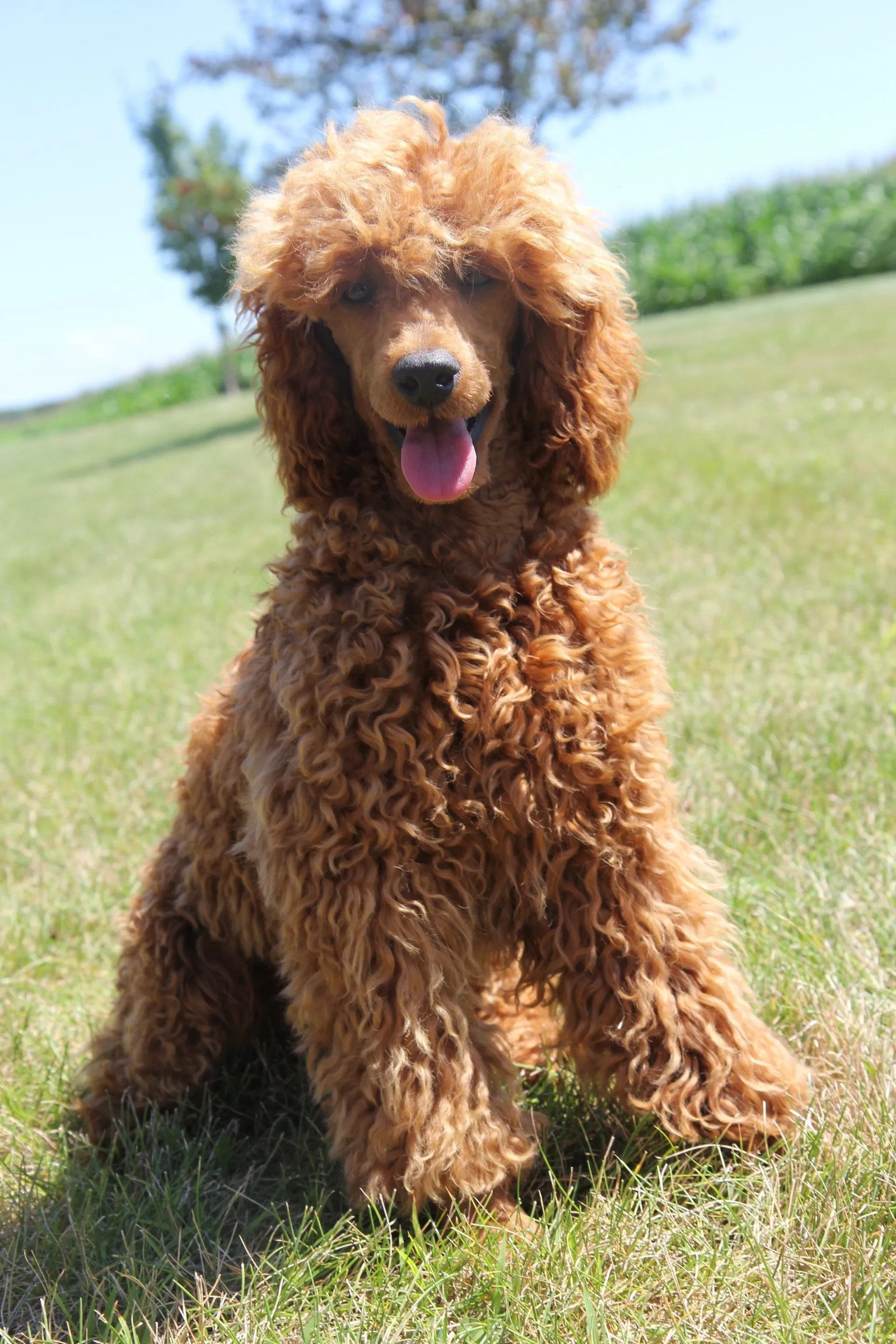 Toy & Miniature Poodles