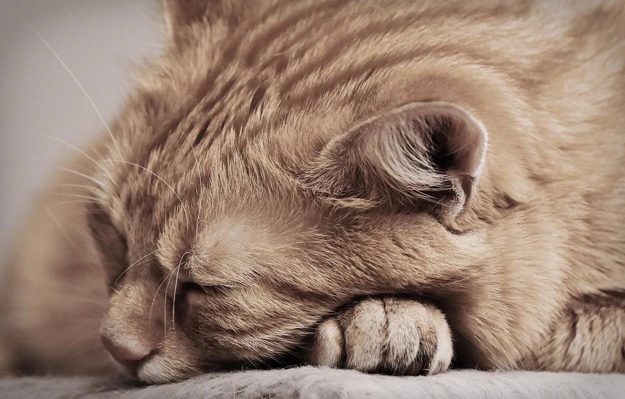 My Cat Is Lethargic: What's Causing It?