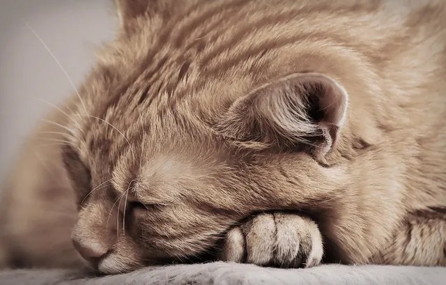My Cat Is Lethargic: What's Causing It?