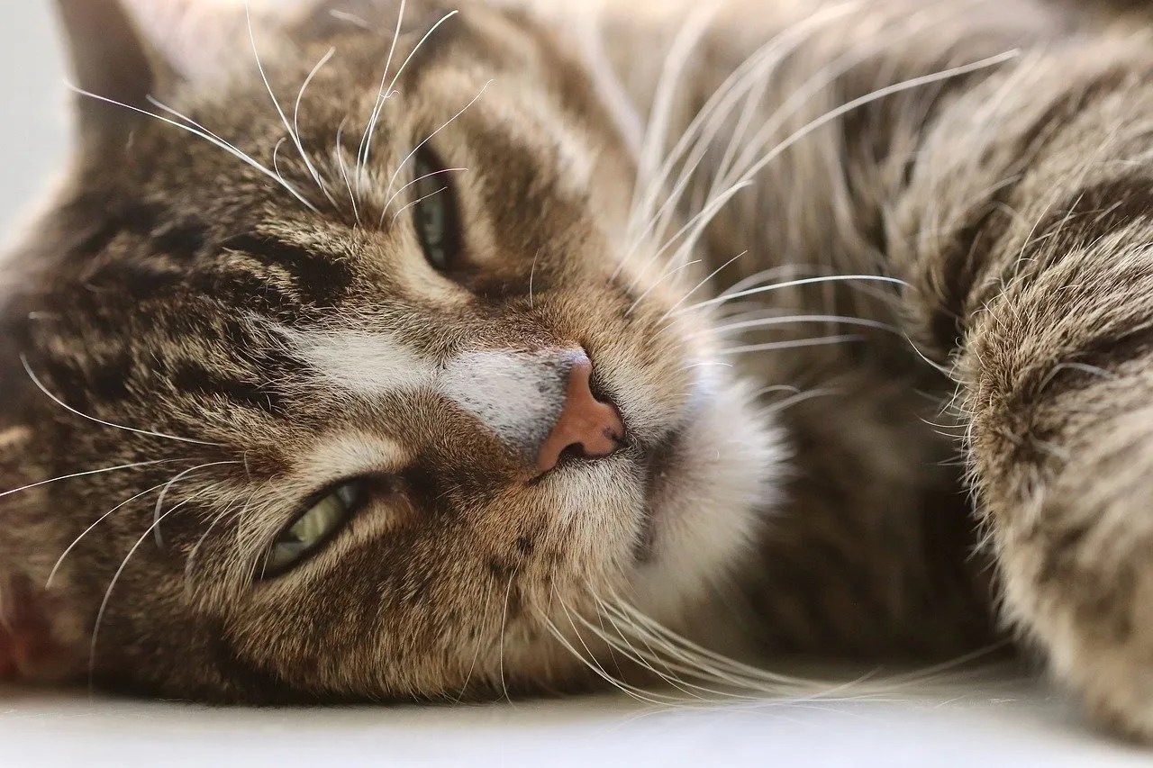 My Cat is Lethargic What’s Causing It?
