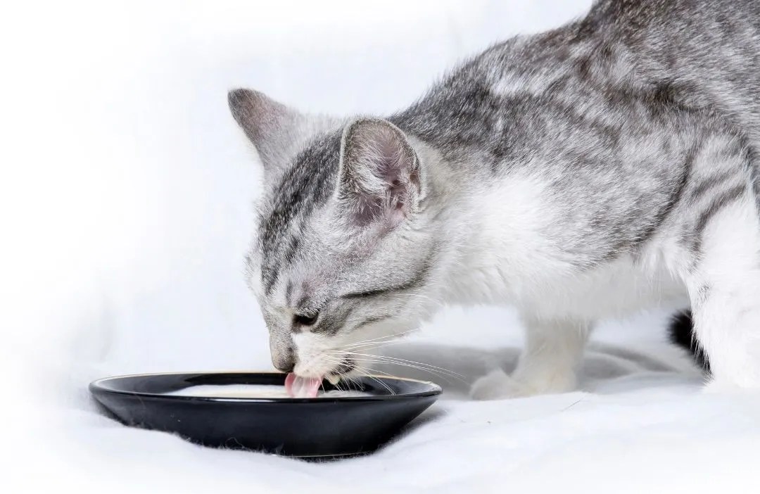 Bach Flower Remedies For Cats support your cat with natural substances