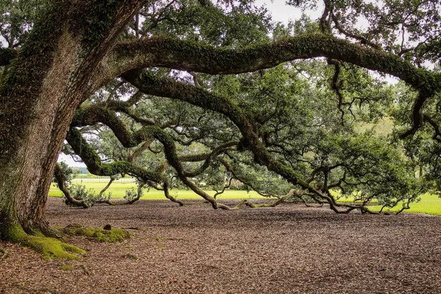 Action Tree Service Beaufort Sc Inspire website 2022