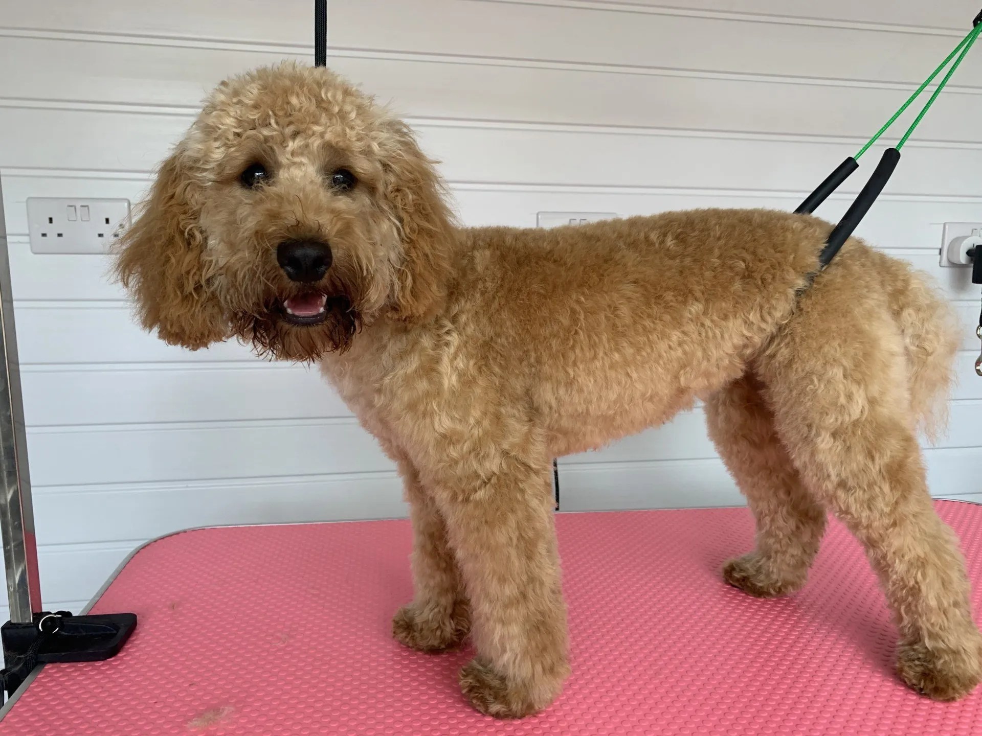 Dog grooming with love in Grays , Essex