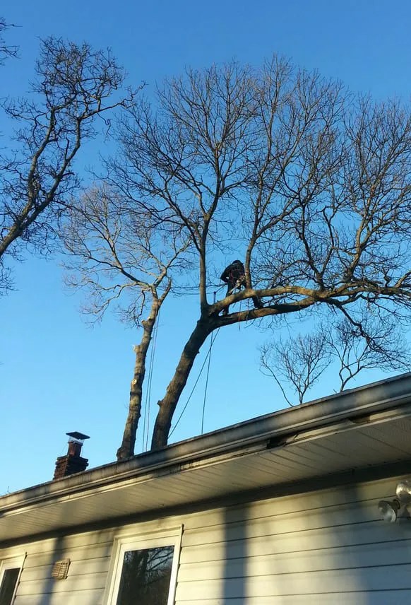 Tree Service Suffolk County, NY (631) 7757342