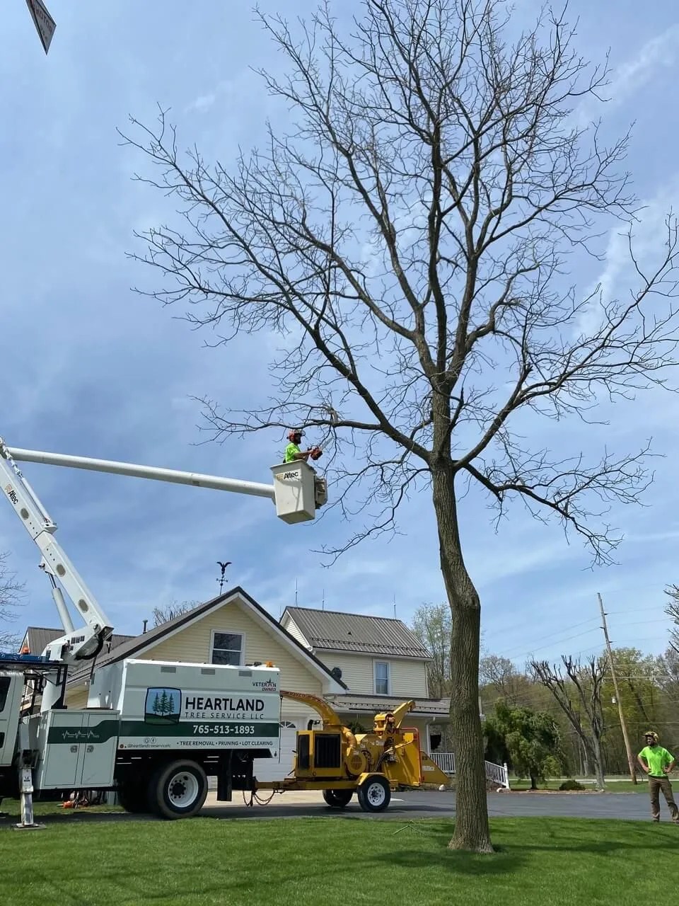 Why is Tree Trimming So Expensive