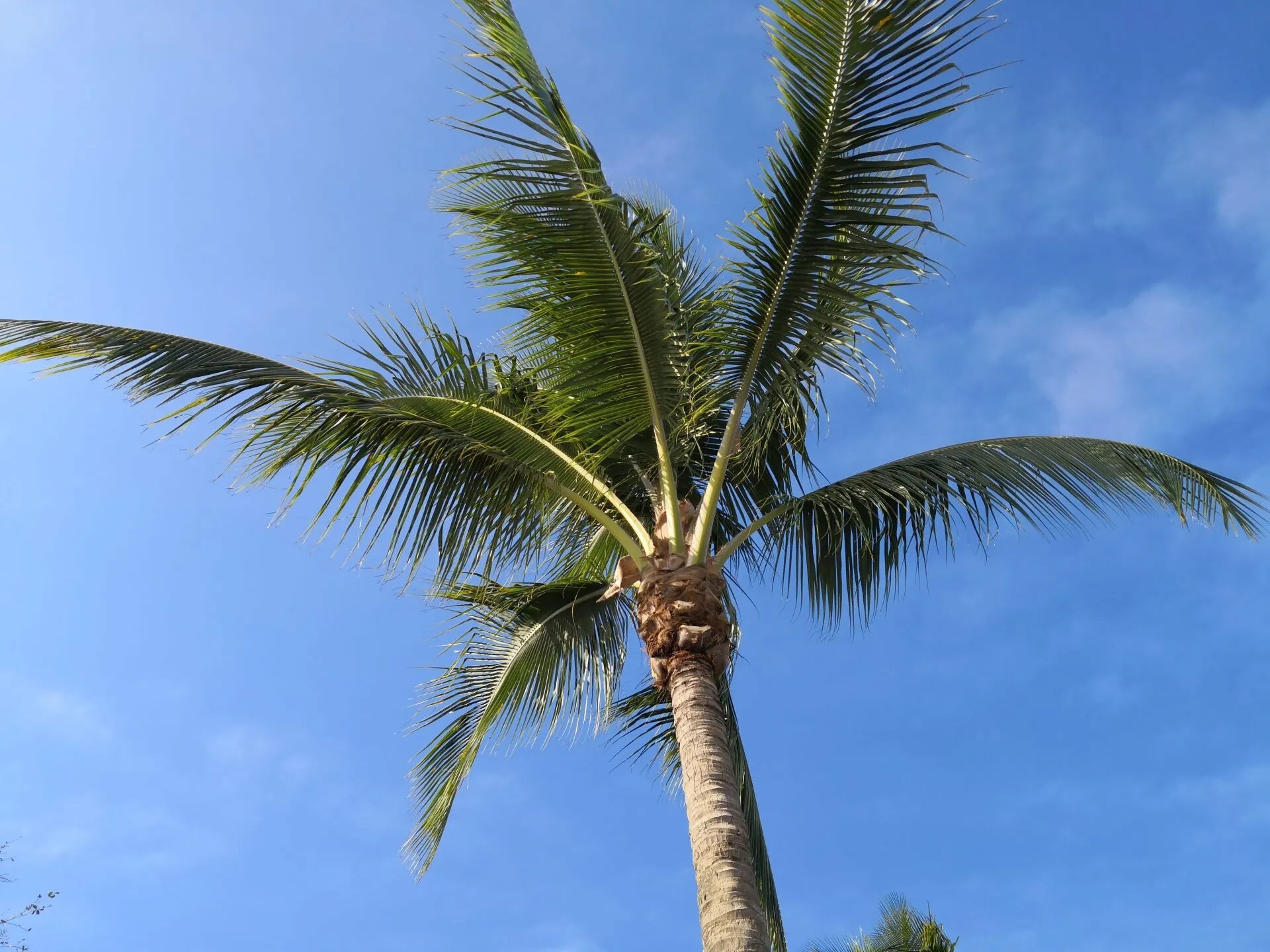 Boca Raton Tree Service Certified Arborists