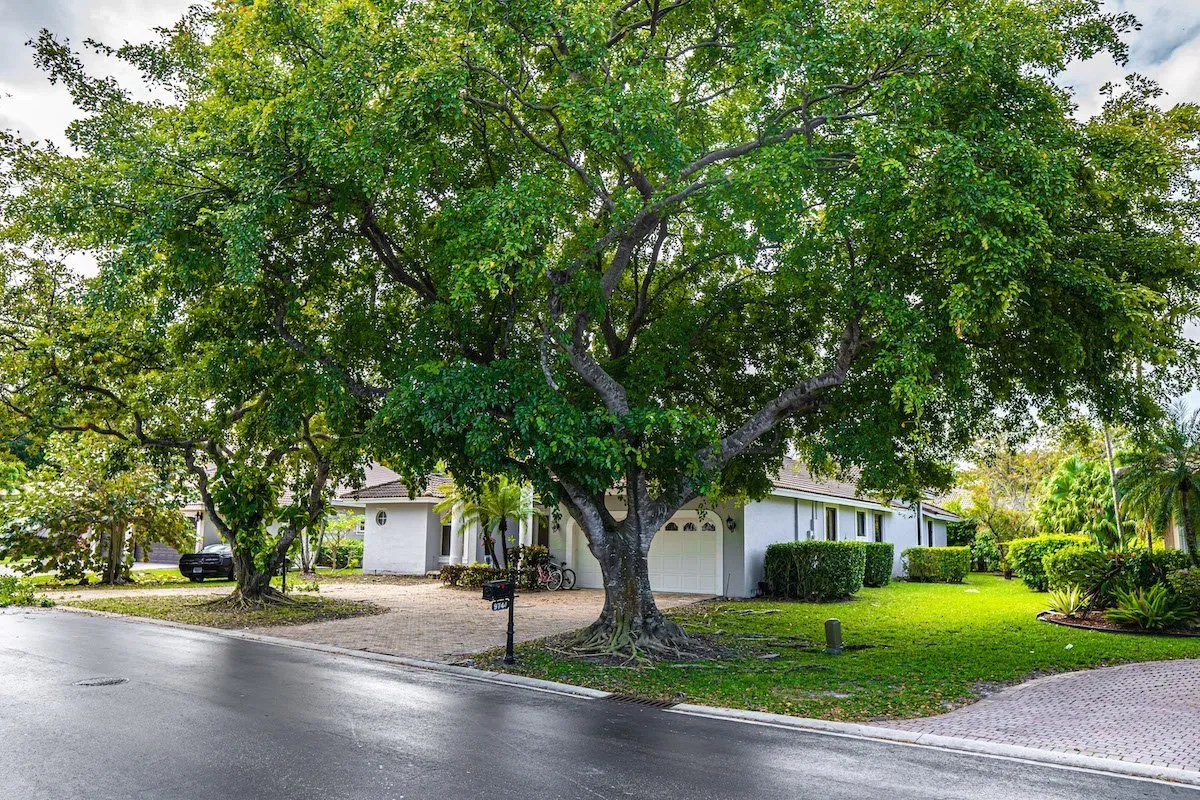 Boca Raton Tree Service Certified Arborists