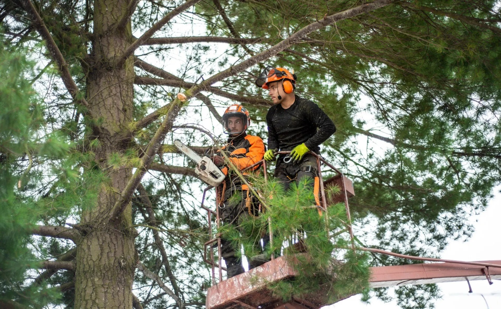 Boca Raton Tree Service Certified Arborists