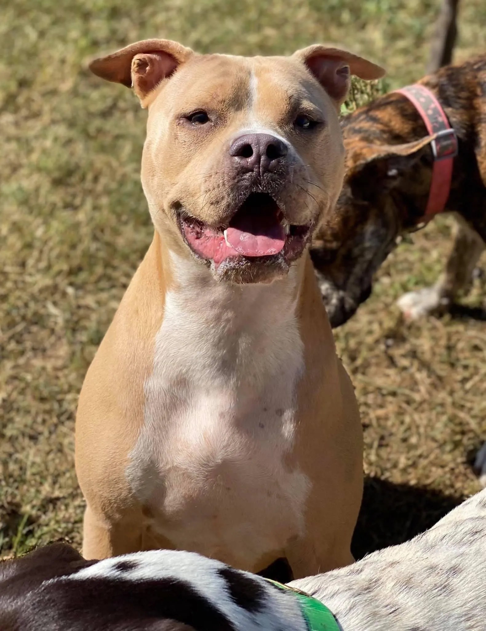 Dog Gallery Hickory, NC Kanupp Kennels