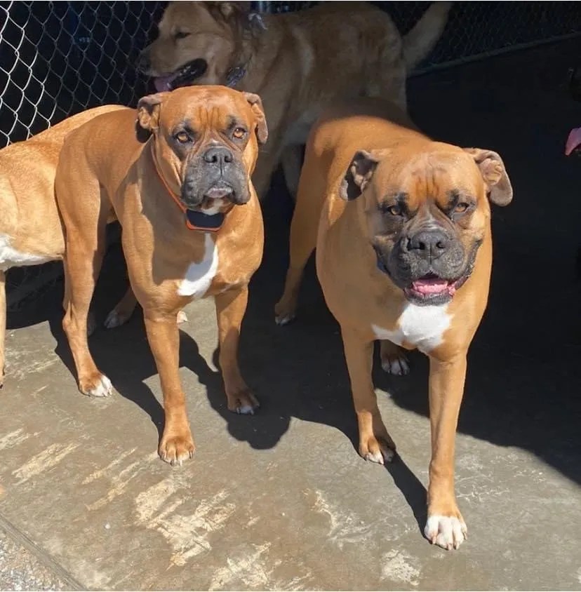 Dog Gallery Hickory, NC Kanupp Kennels