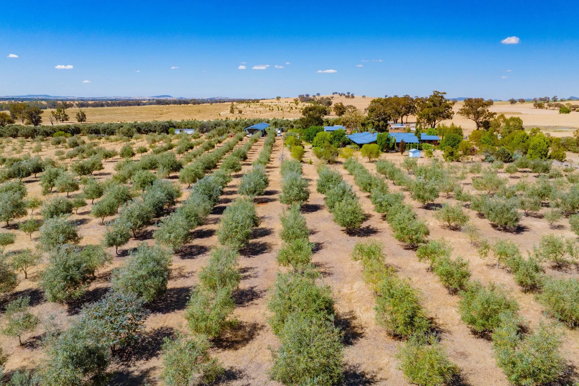 H. Francis & Co Wagga Wagga, NSW Rural Property Sales