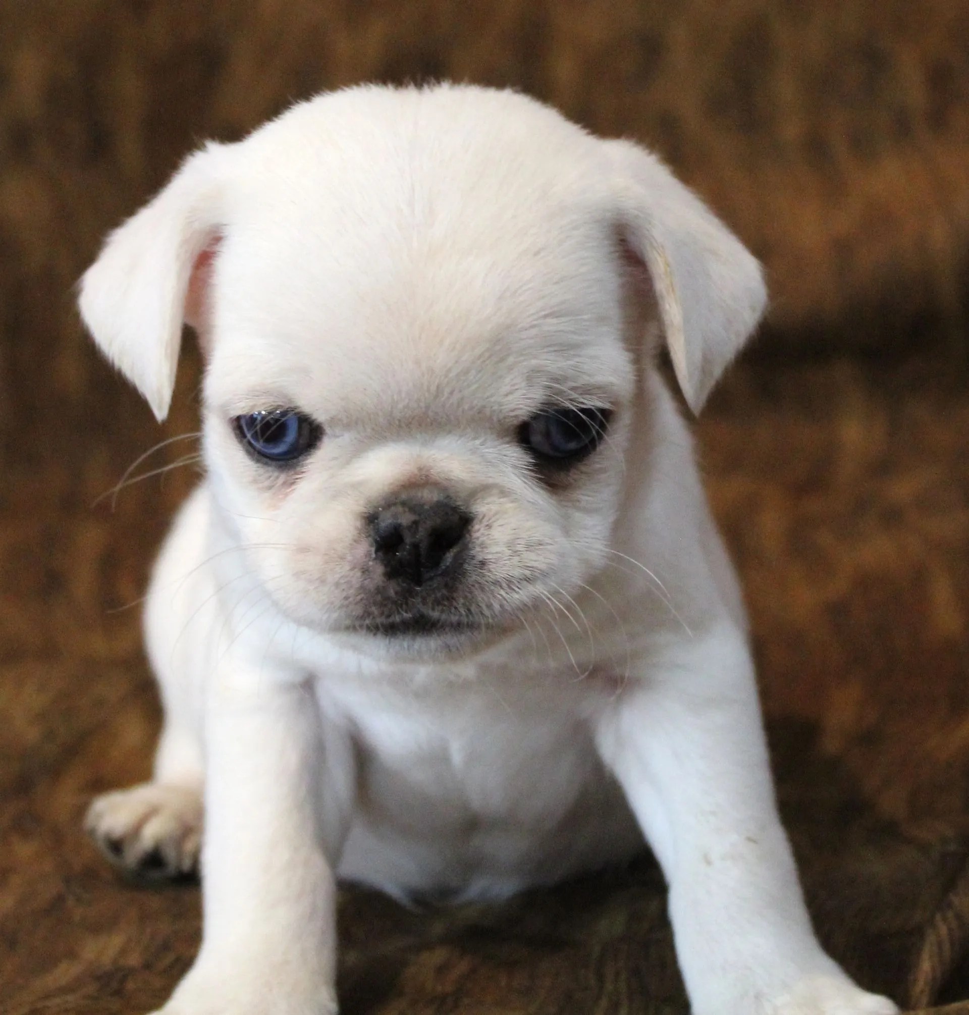 Breeder Abilene, KS JNJ PugsNPaps