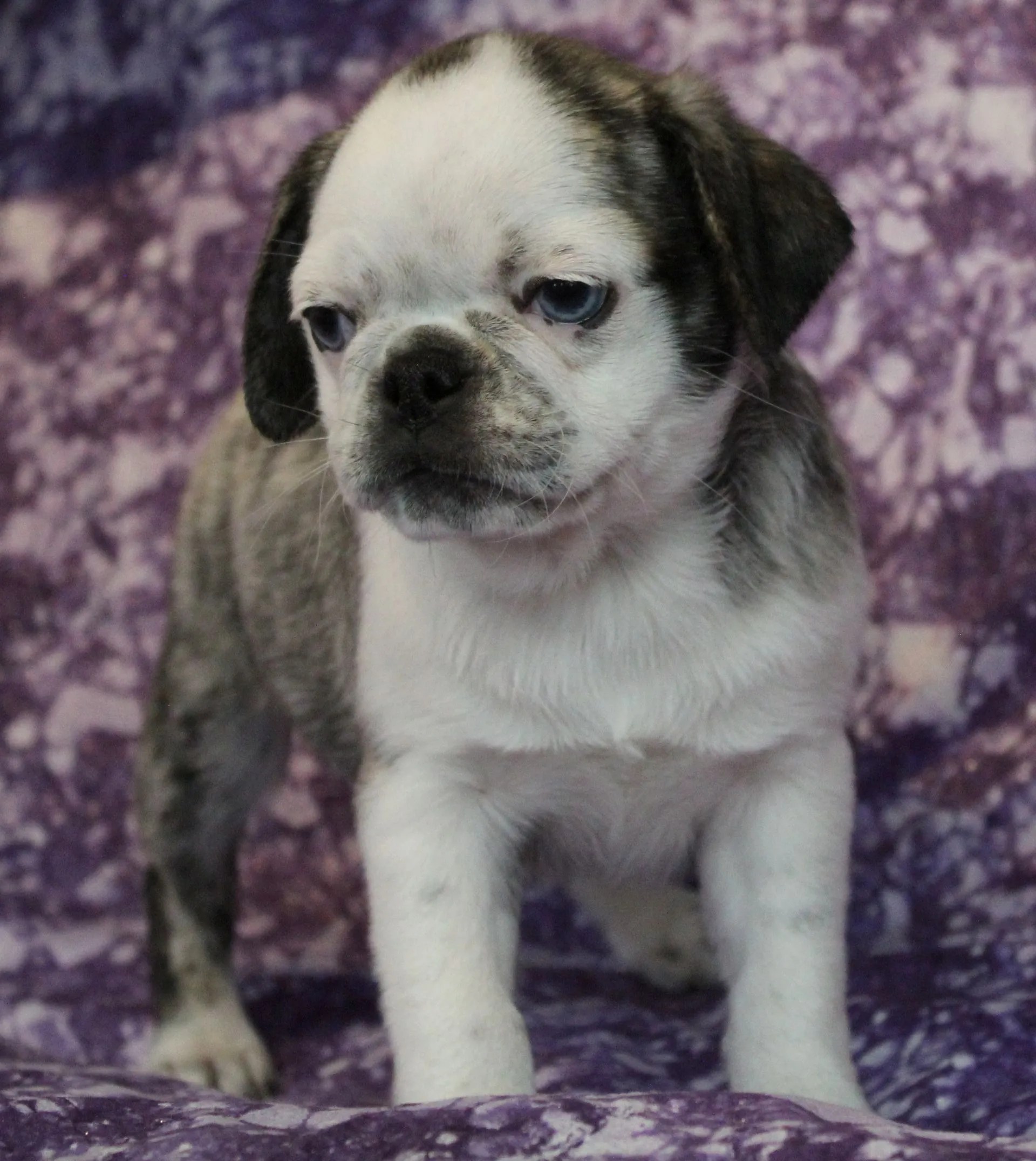 Breeder Abilene, KS JNJ PugsNPaps