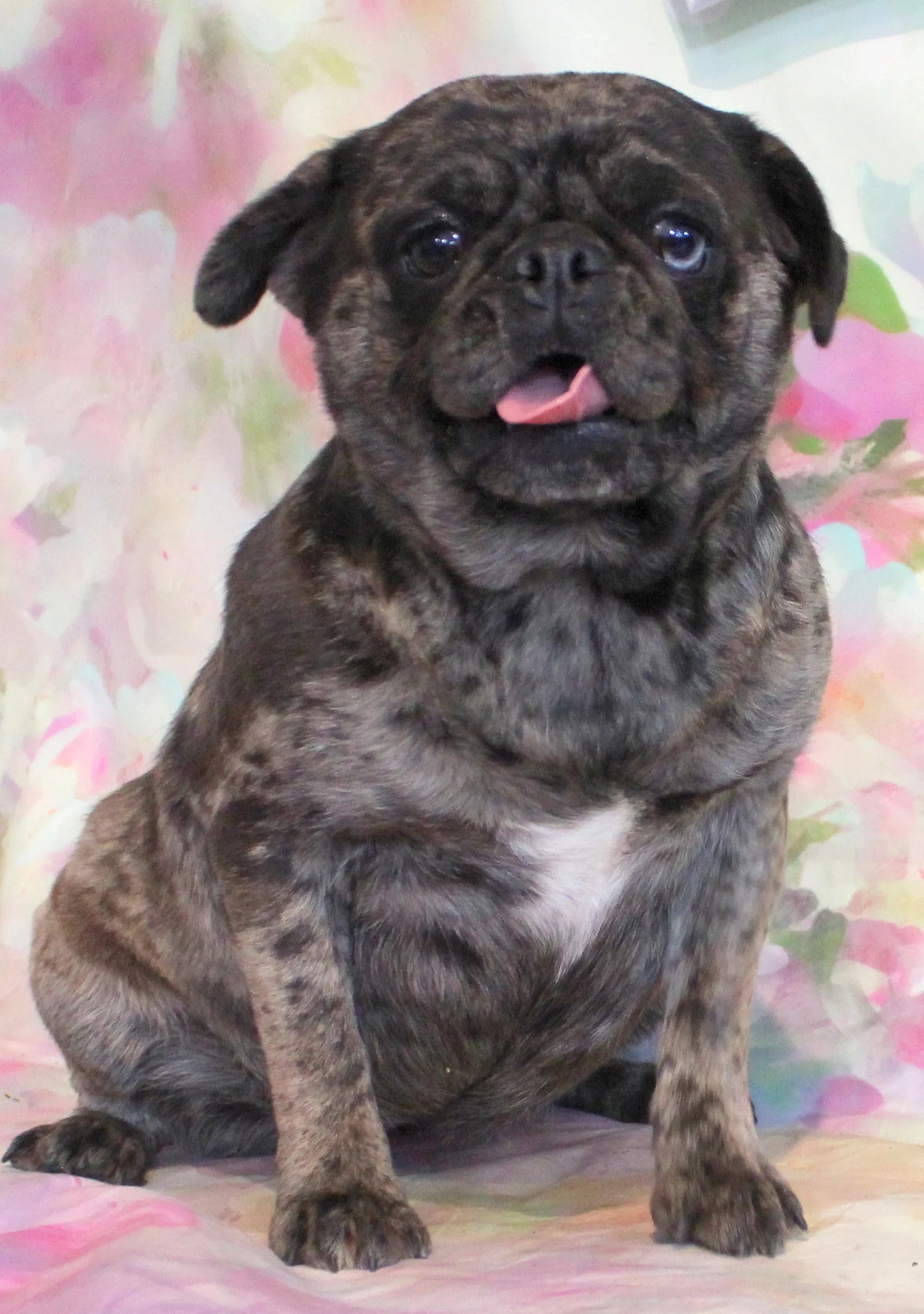 Female Breeding Pugs Abilene, KS JNJ PugsNPaps