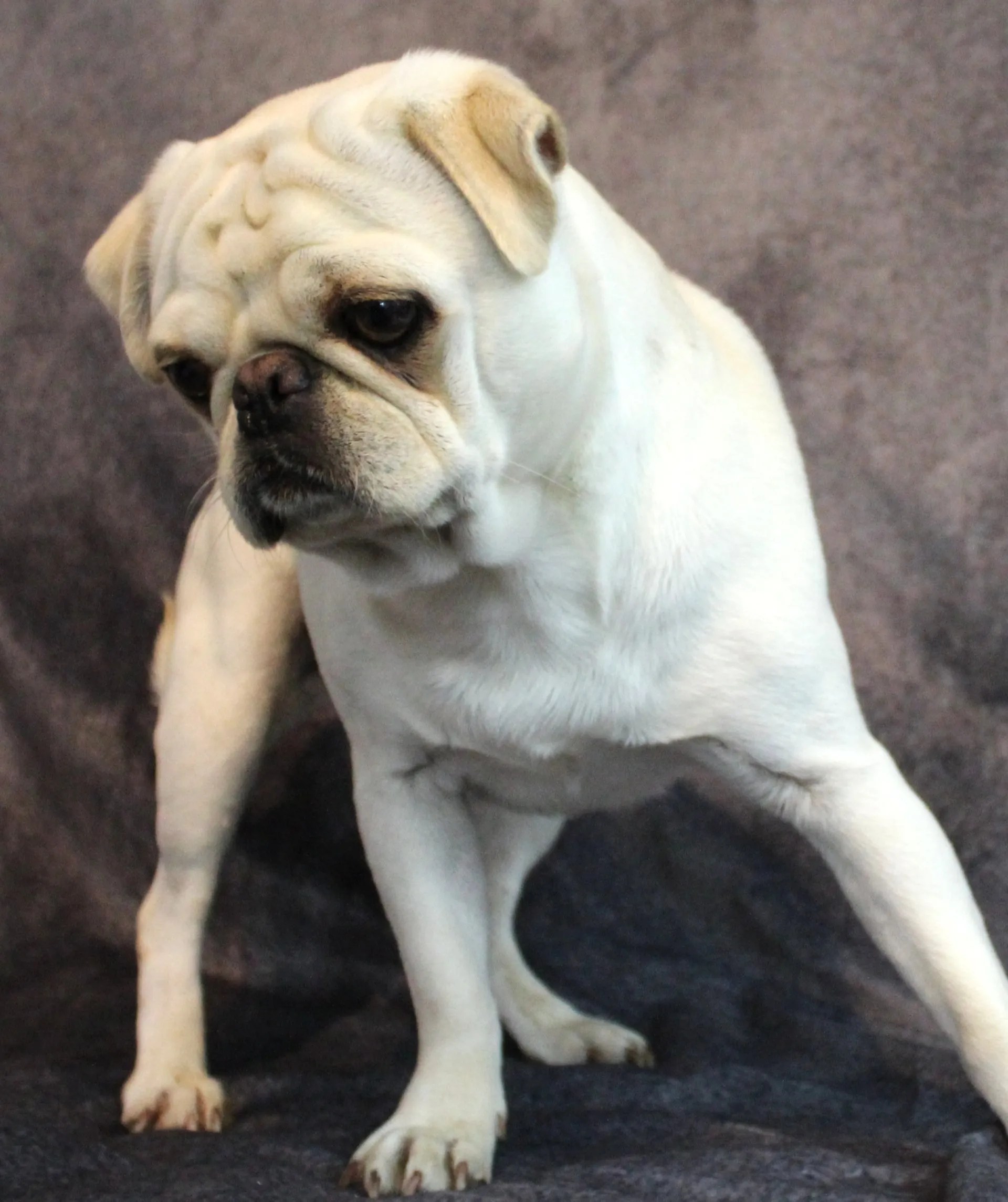 Pug and Chihuahua Breeder Abilene, KS JNJ PugsNPaps