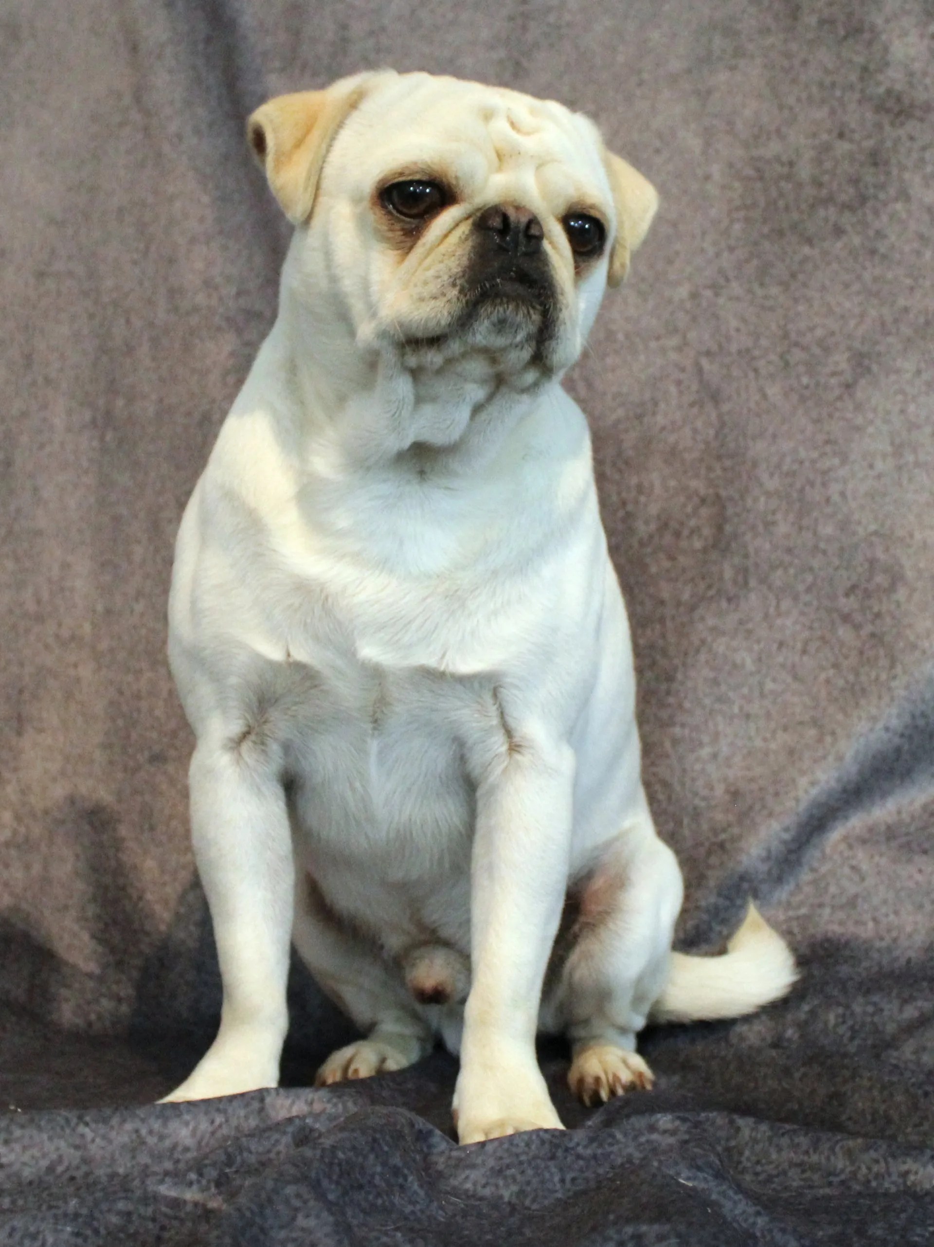 Pug and Chihuahua Breeder Abilene, KS JNJ PugsNPaps