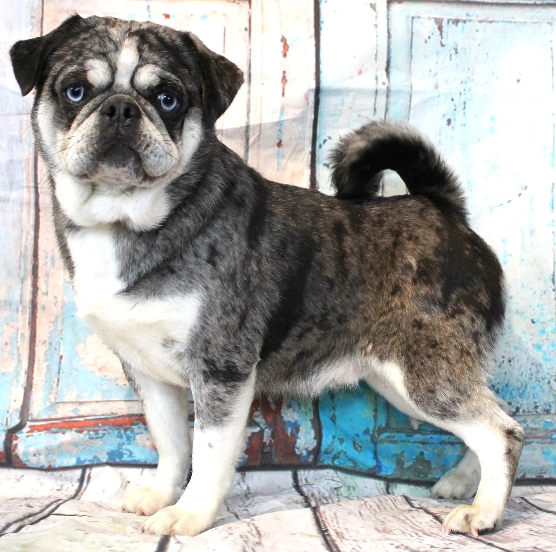 Pug and Chihuahua Breeder Abilene, KS JNJ PugsNPaps