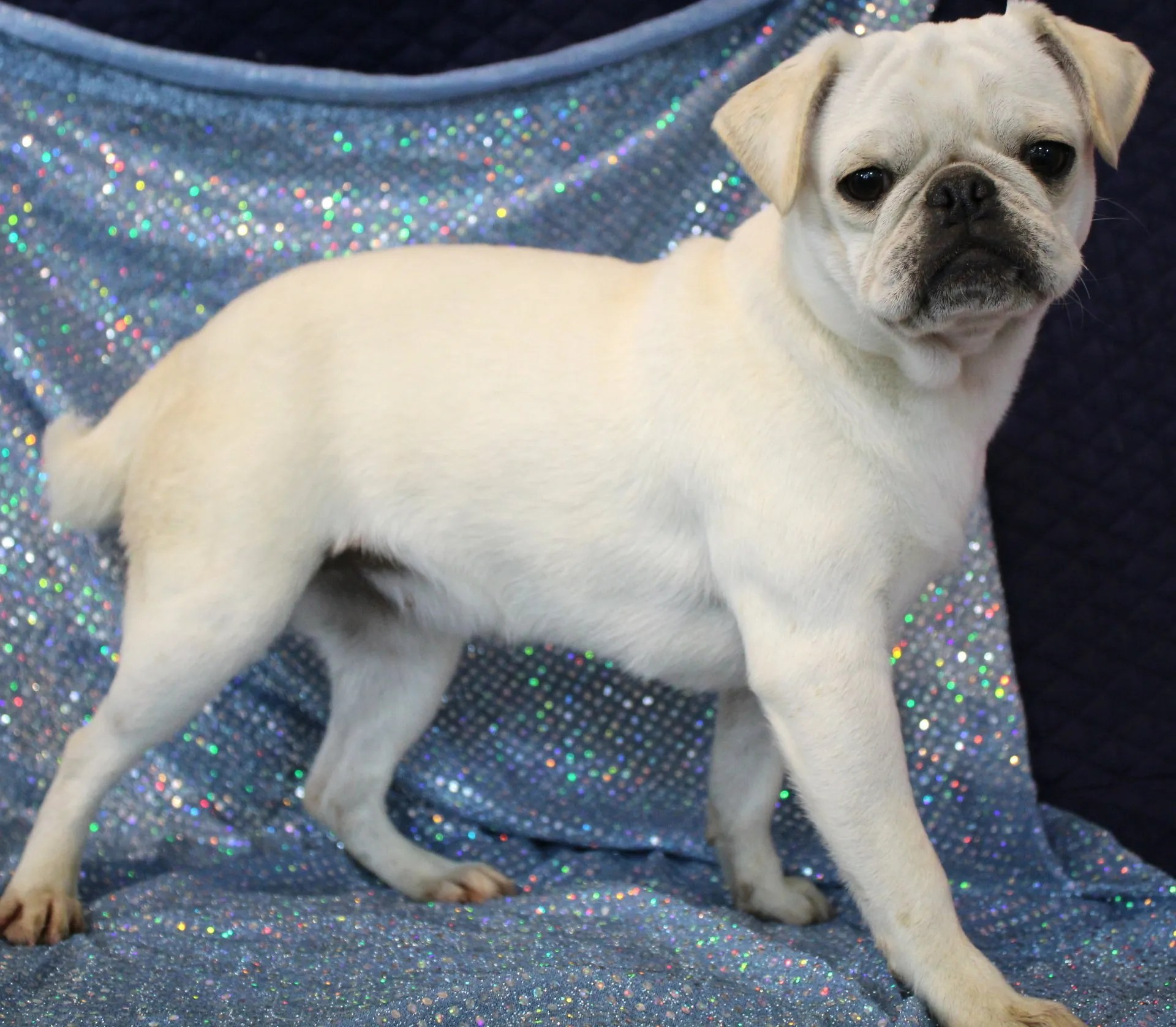 Female Breeding Pugs Abilene, KS JNJ PugsNPaps