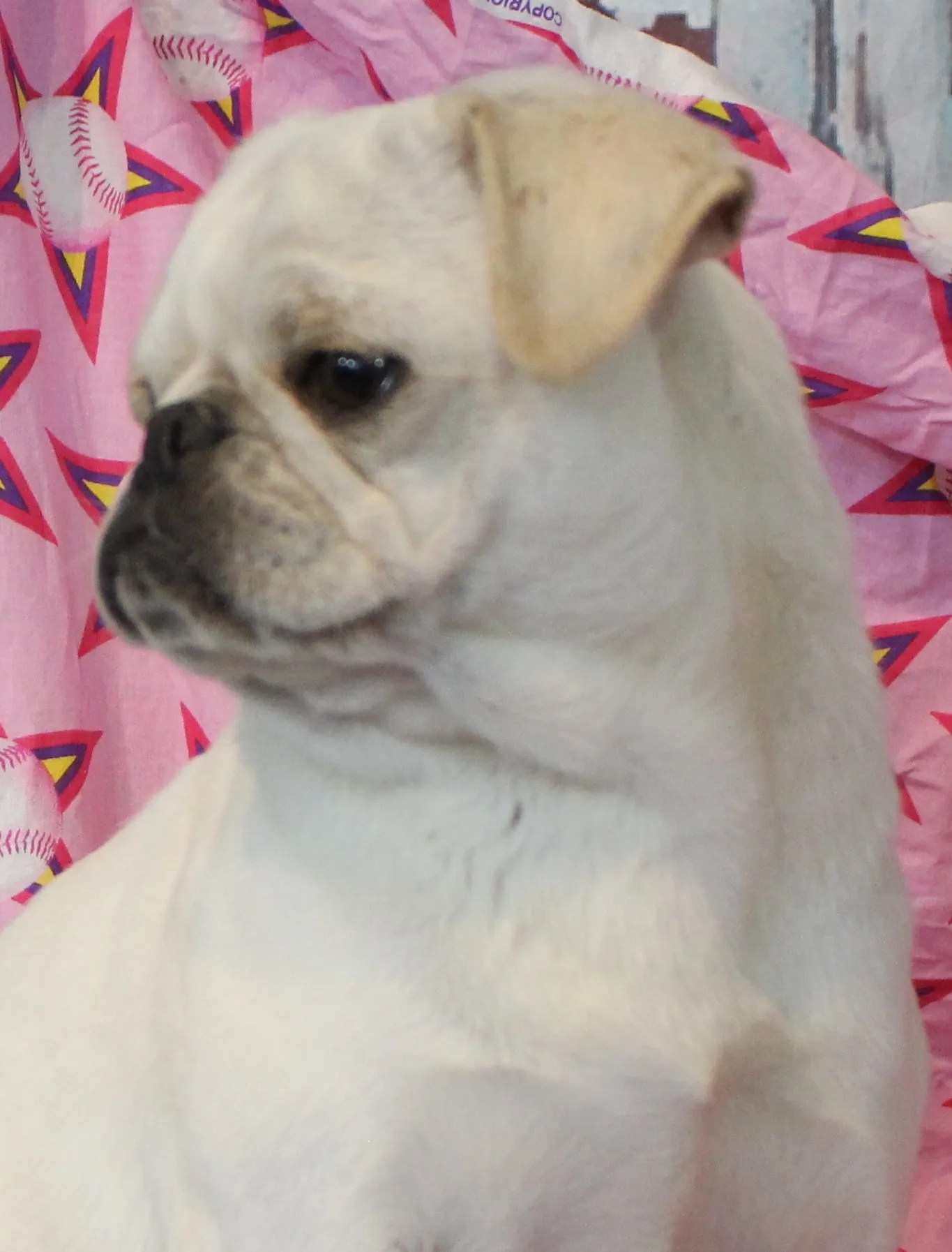 Female Breeding Pugs Abilene, KS JNJ PugsNPaps