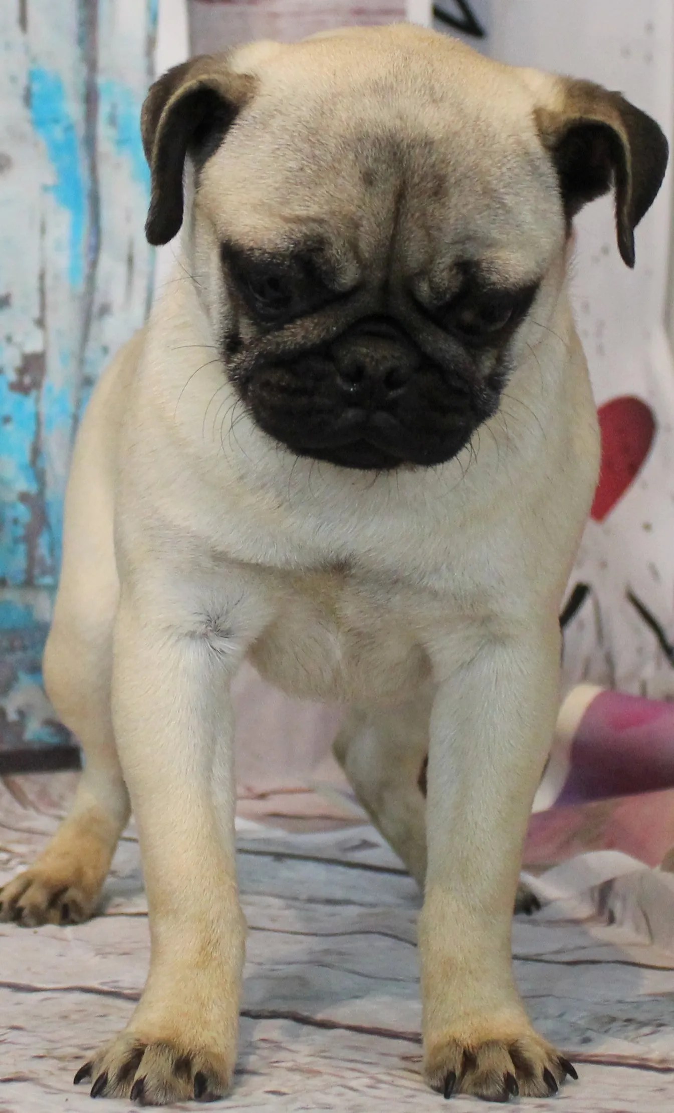 Pug and Chihuahua Breeder Abilene, KS JNJ PugsNPaps