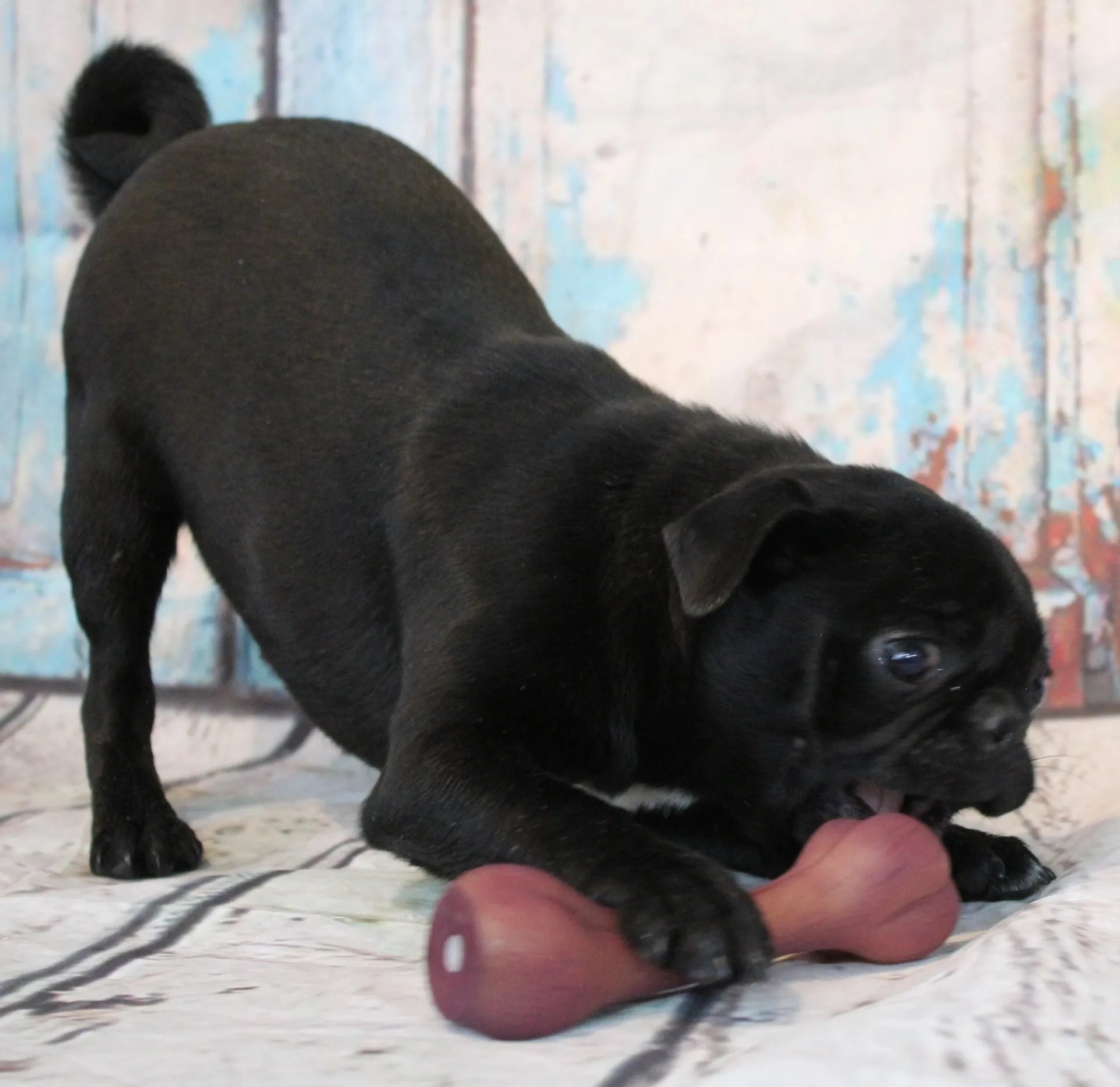 Female Breeding Pugs Abilene, KS JNJ PugsNPaps
