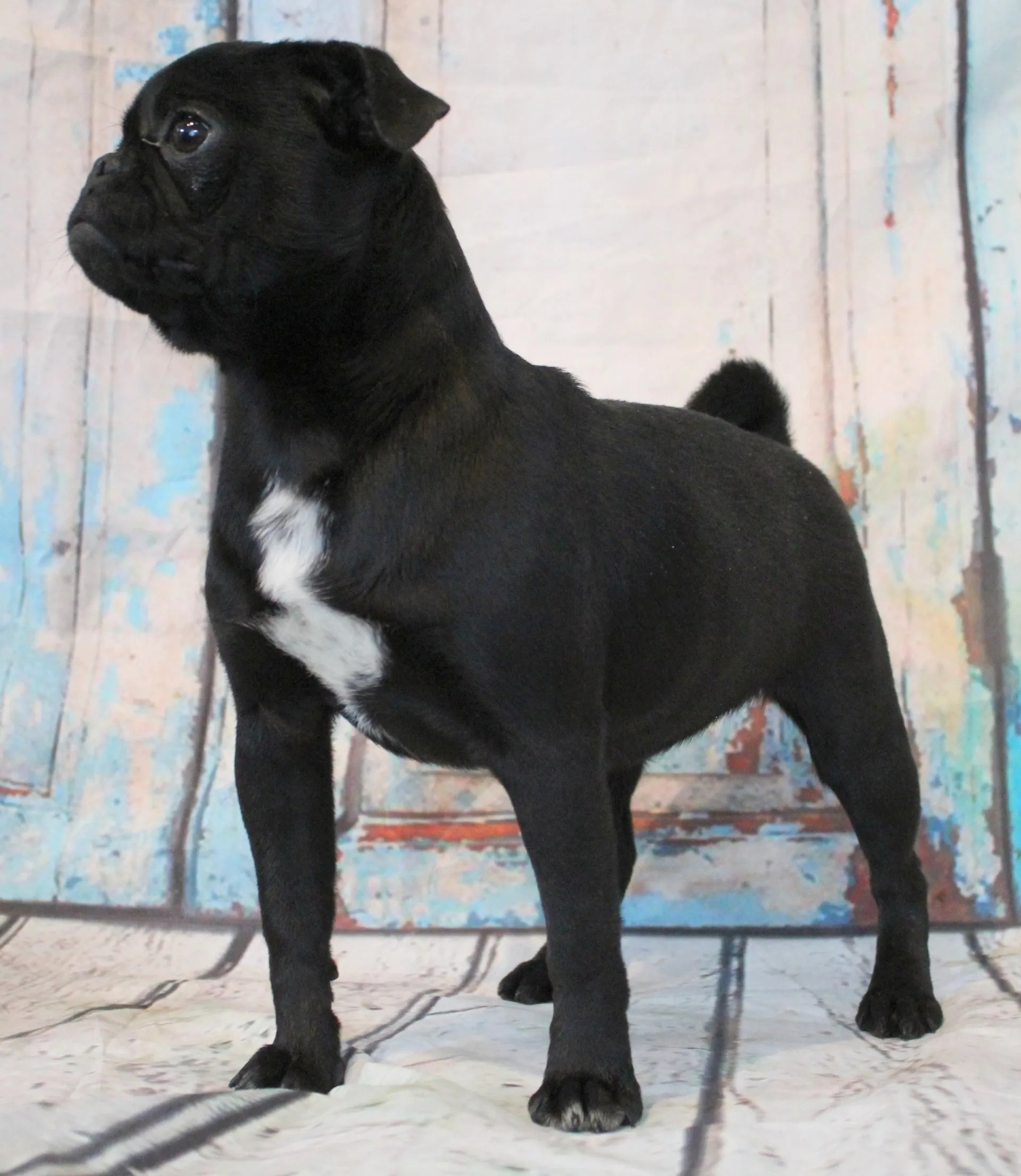 Female Breeding Pugs Abilene, KS JNJ PugsNPaps