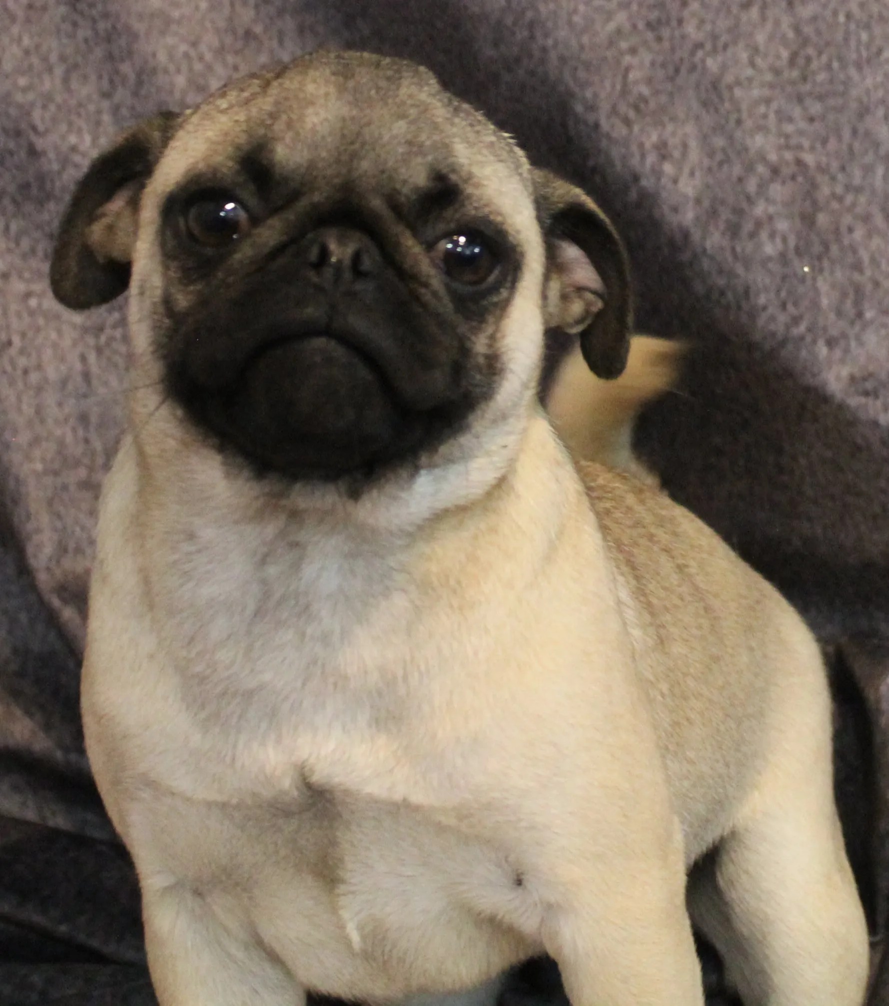 Female Breeding Pugs Abilene, KS JNJ PugsNPaps