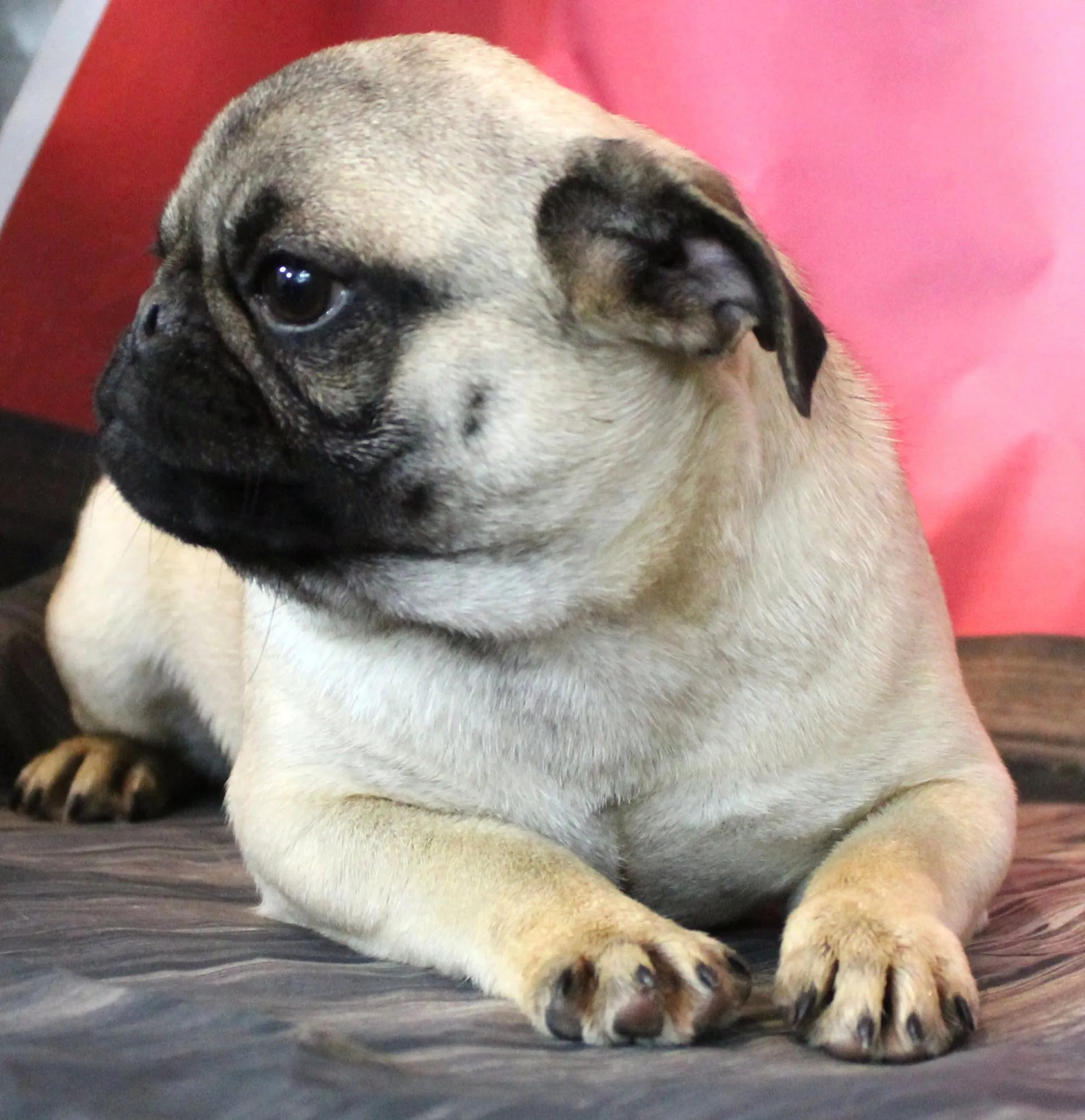 Female Breeding Pugs Abilene, KS JNJ PugsNPaps