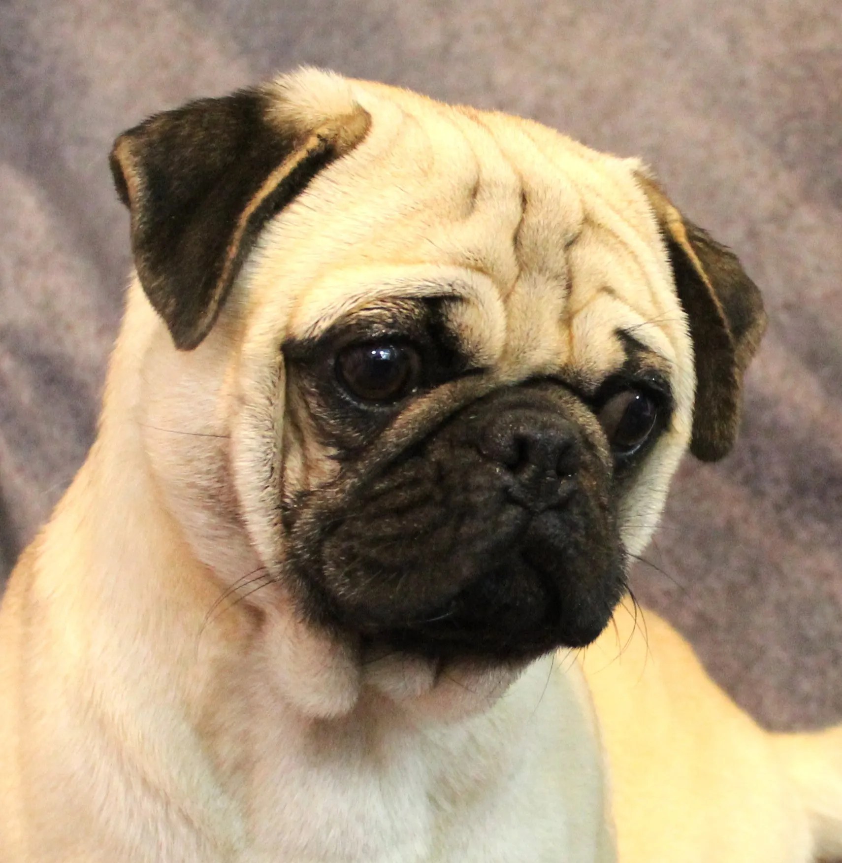 Pug and Chihuahua Breeder Abilene, KS JNJ PugsNPaps