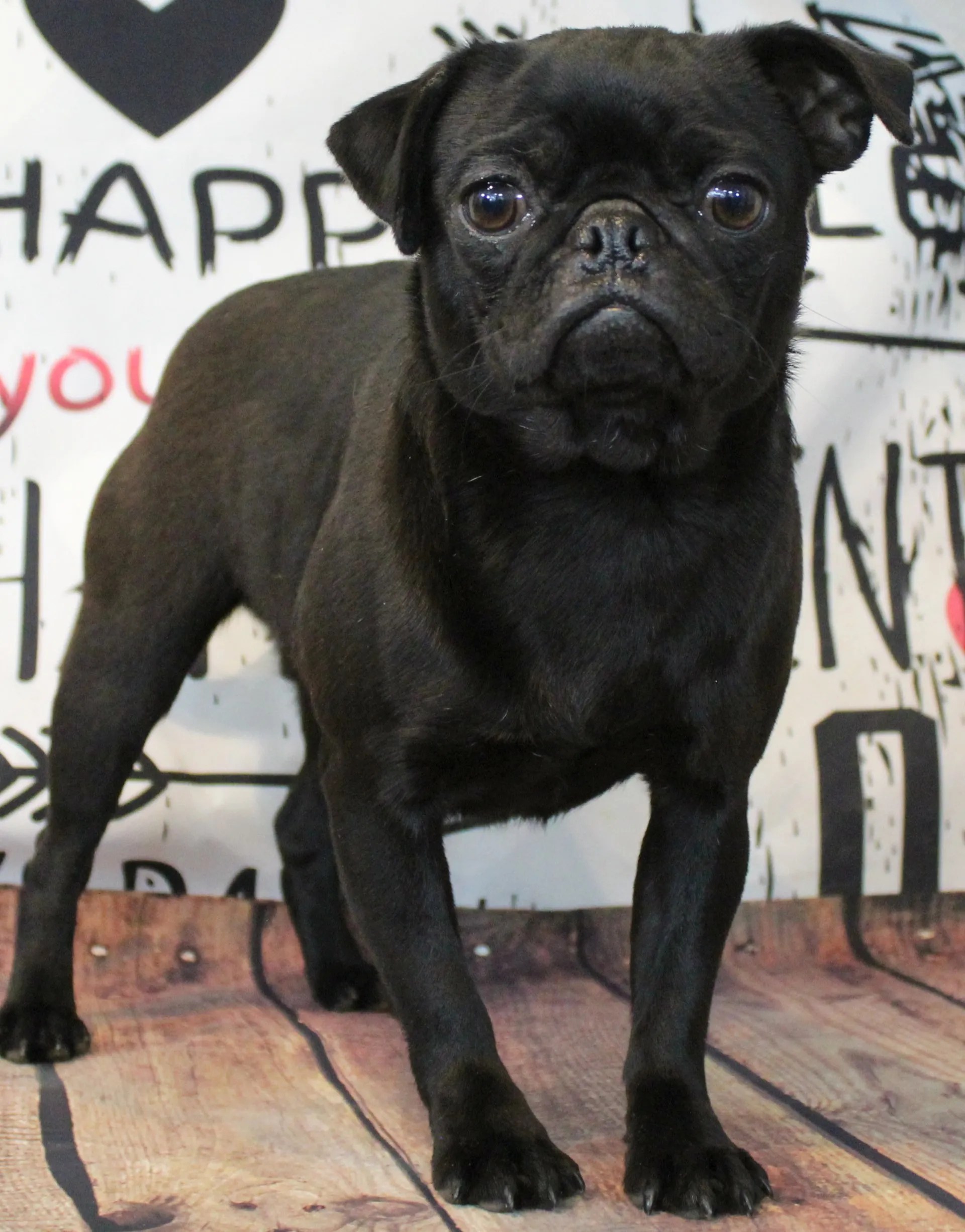 Female Breeding Pugs Abilene, KS JNJ PugsNPaps