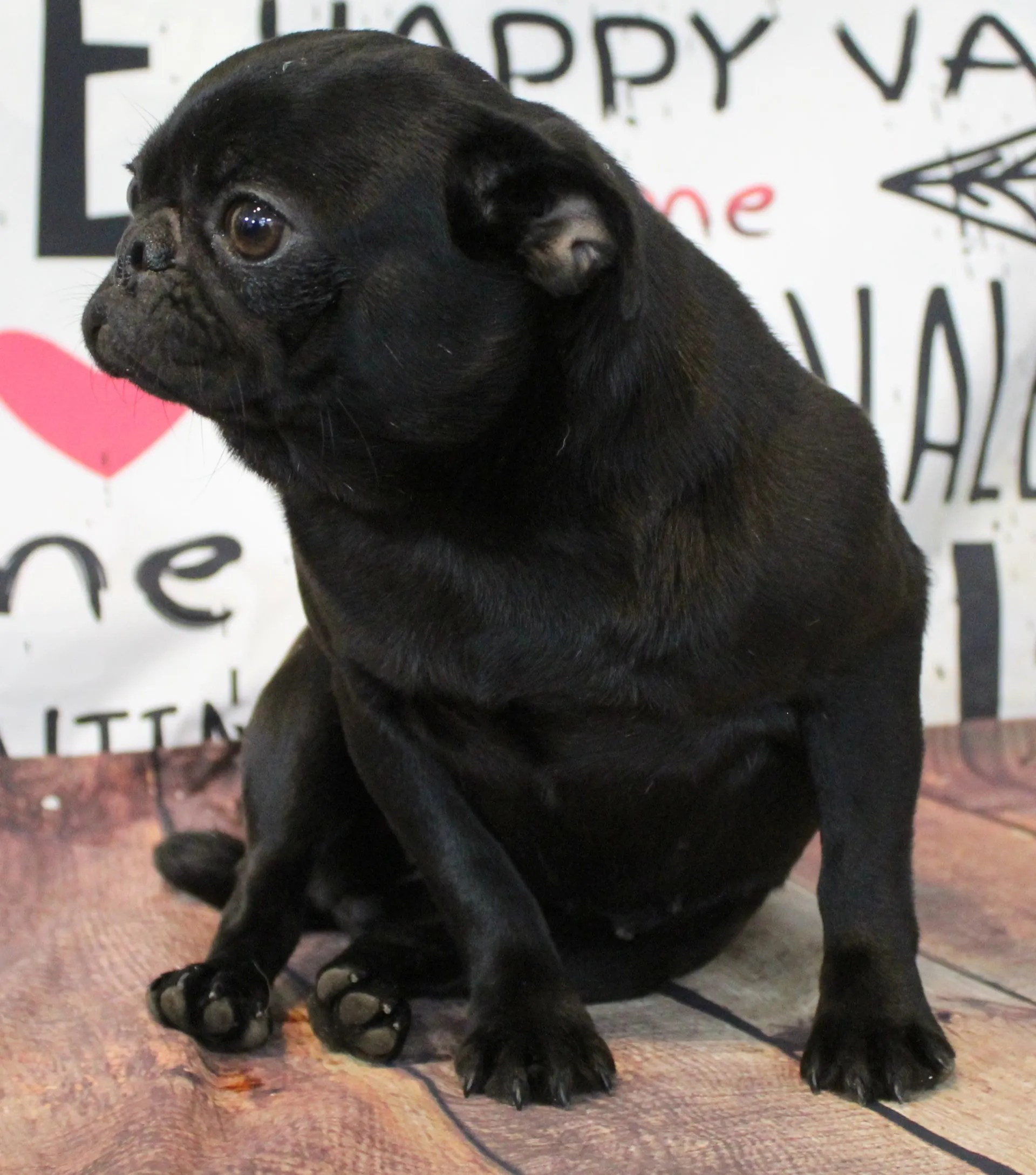 Female Breeding Pugs Abilene, KS JNJ PugsNPaps