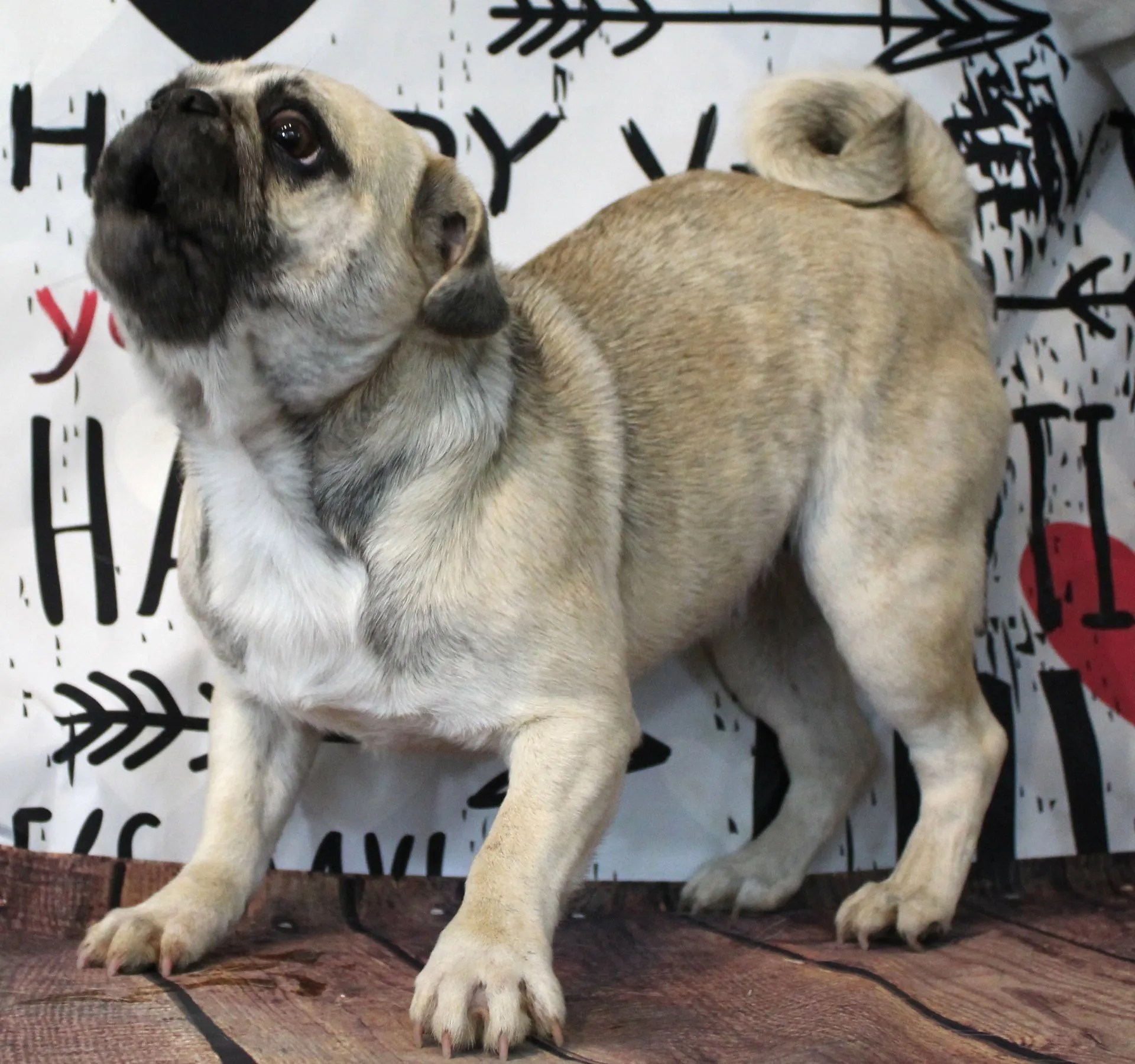 Female Breeding Pugs Abilene, KS JNJ PugsNPaps