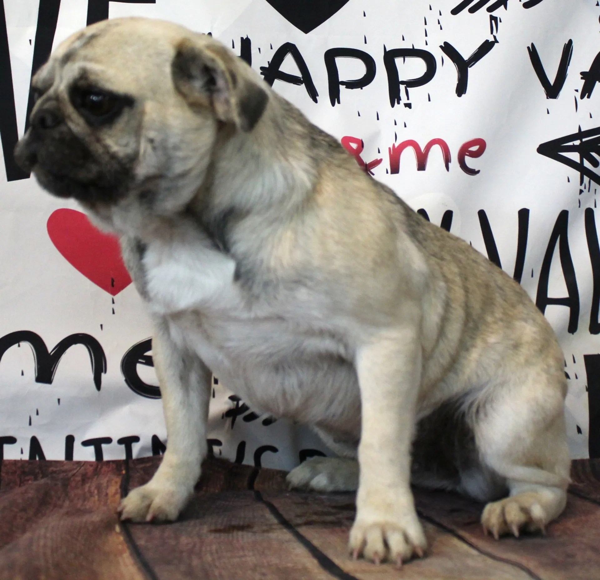 Female Breeding Pugs Abilene, KS JNJ PugsNPaps