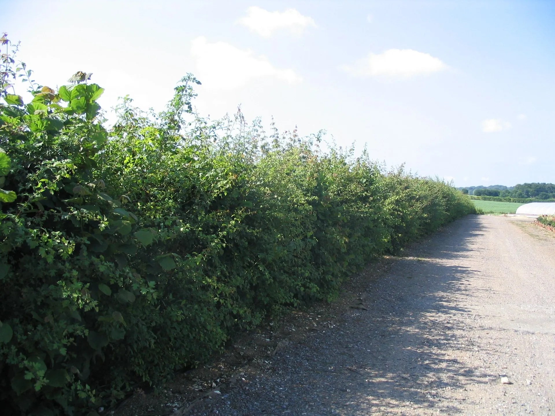 Kirton Farm Nurseries Ltd home of the Hairy Pot Plant Co