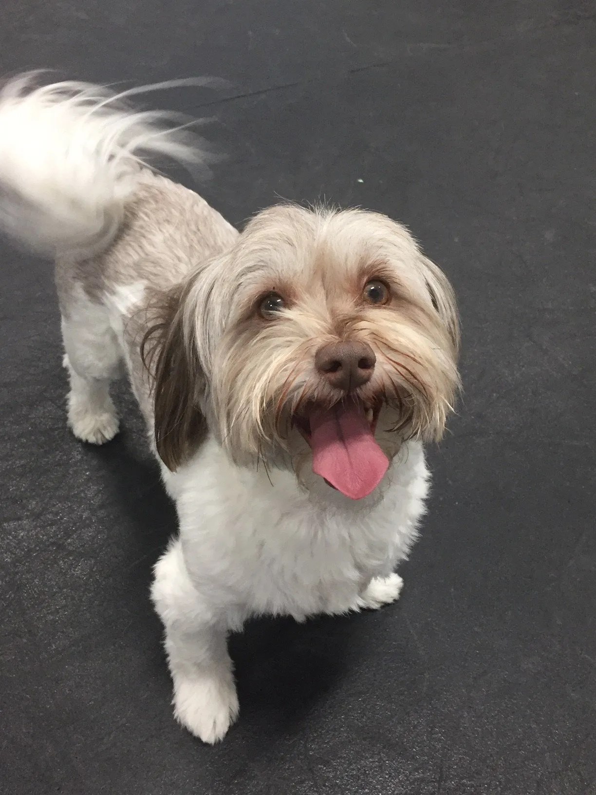 Dog Daycare Bryan & College Station, TX America's Country Store