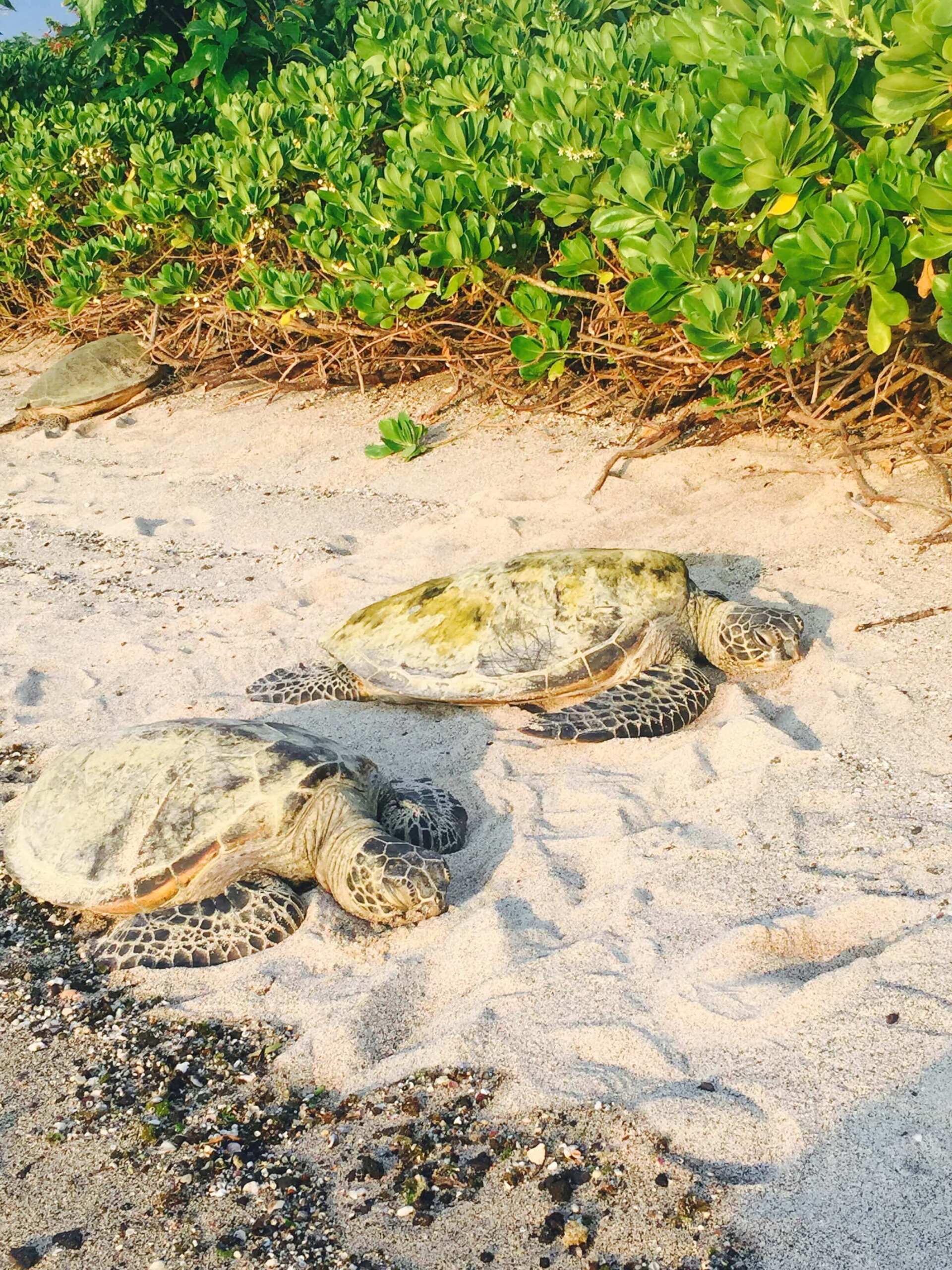 Kona Coffee and Sea Turtle Tour in Hawaii