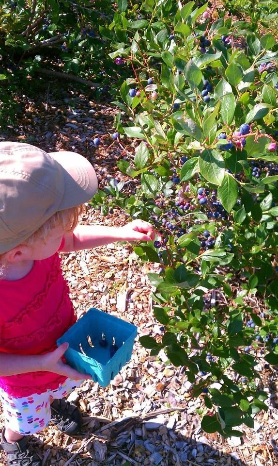 Berry Season Finishing Up