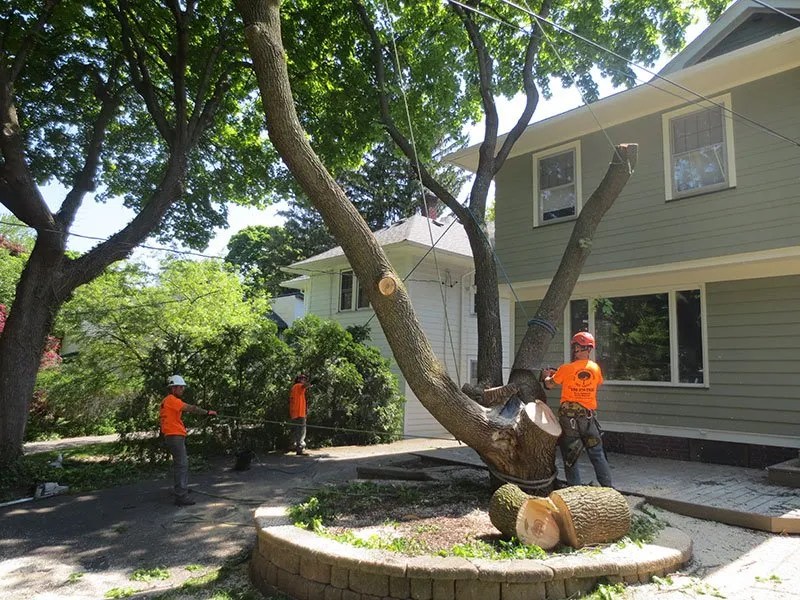 All Around Landscape & Tree Service Tree Service in Fairport, NY