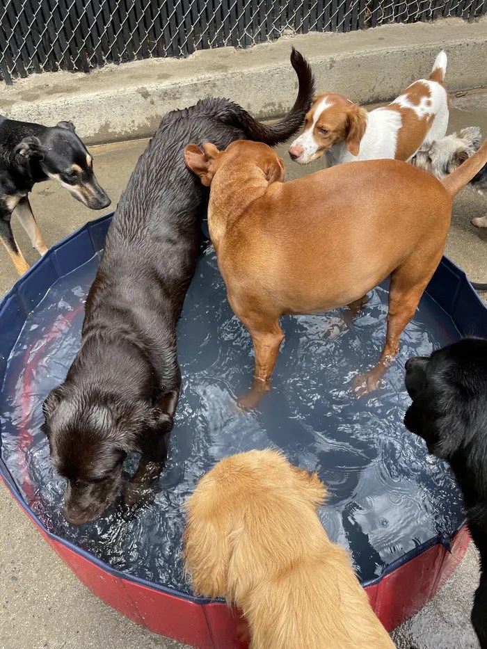 Dog Boarding Facility Charlotte, NC CDP