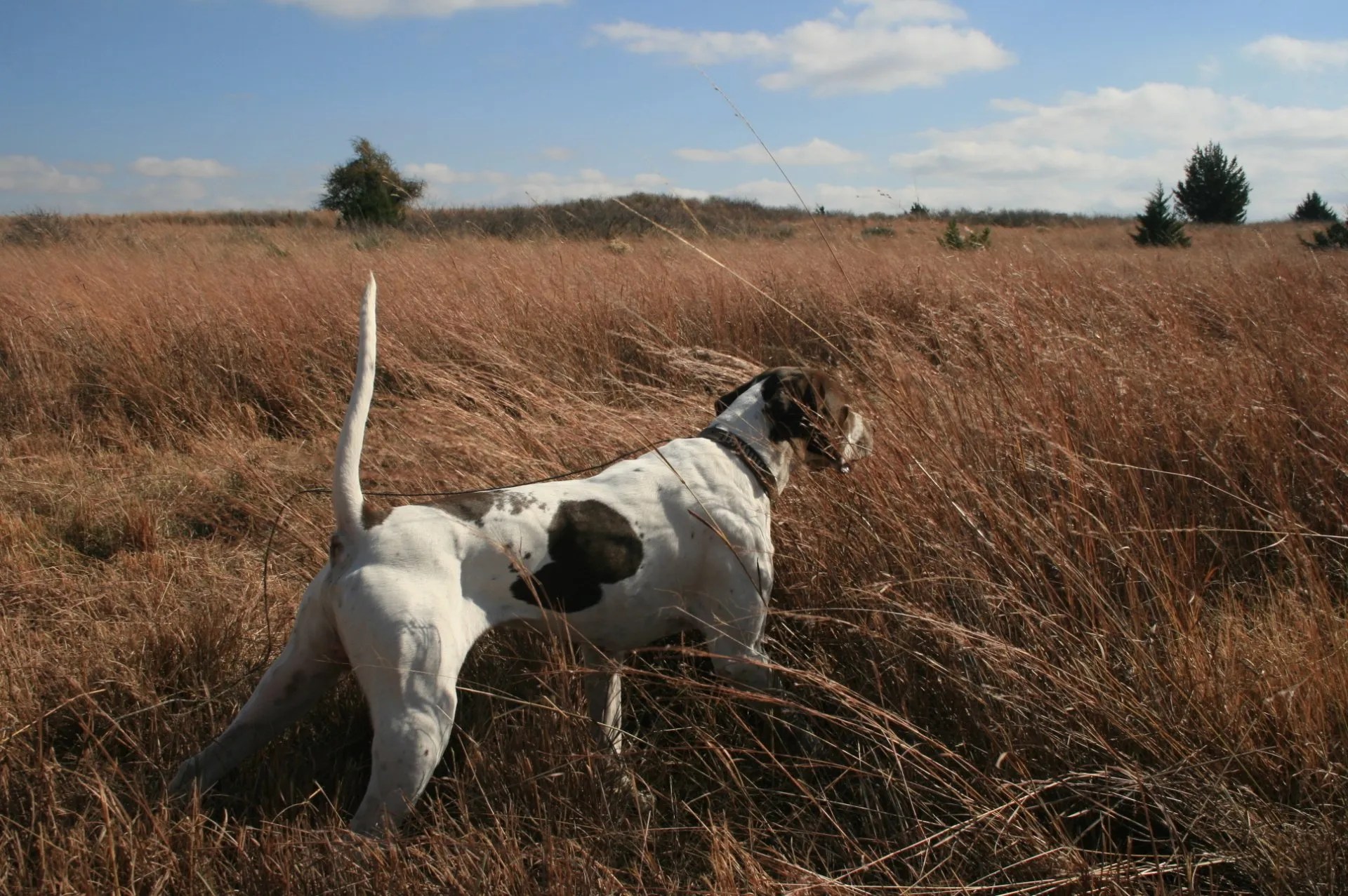 Oklahoma Quail Hunting,Guided Quail Hunt, Kansas Quail Hunting