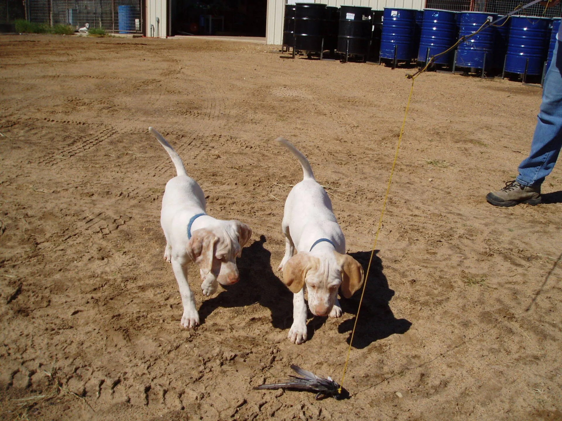 Oklahoma Quail Hunting,Guided Quail Hunt, Kansas Quail Hunting