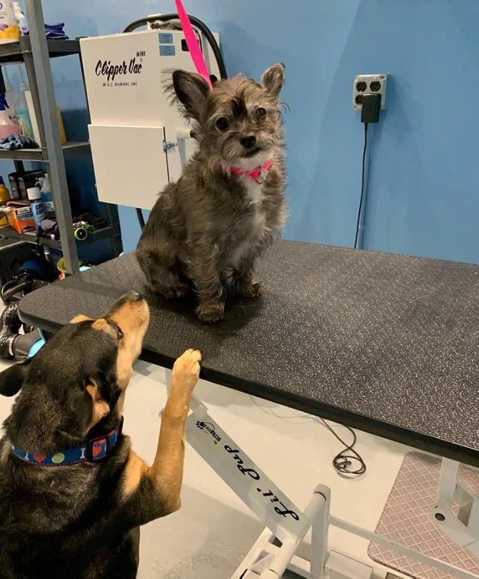 Dog & Cat Grooming Chicago, IL Ravenswoof Pet Grooming