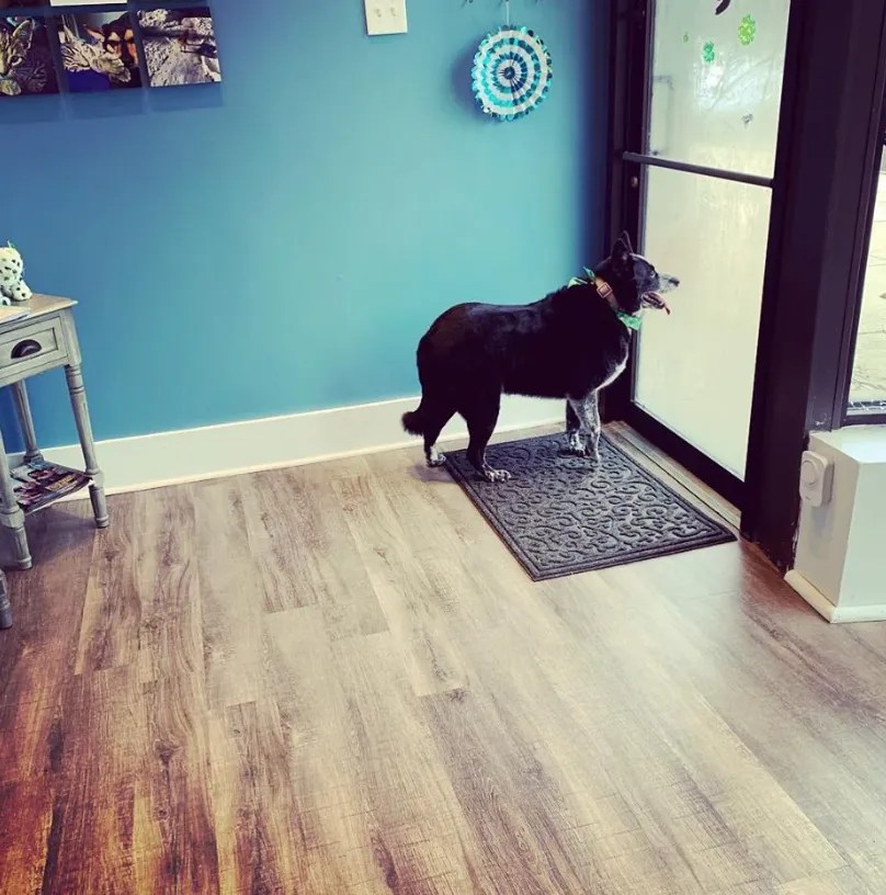 Dog & Cat Grooming Chicago, IL Ravenswoof Pet Grooming