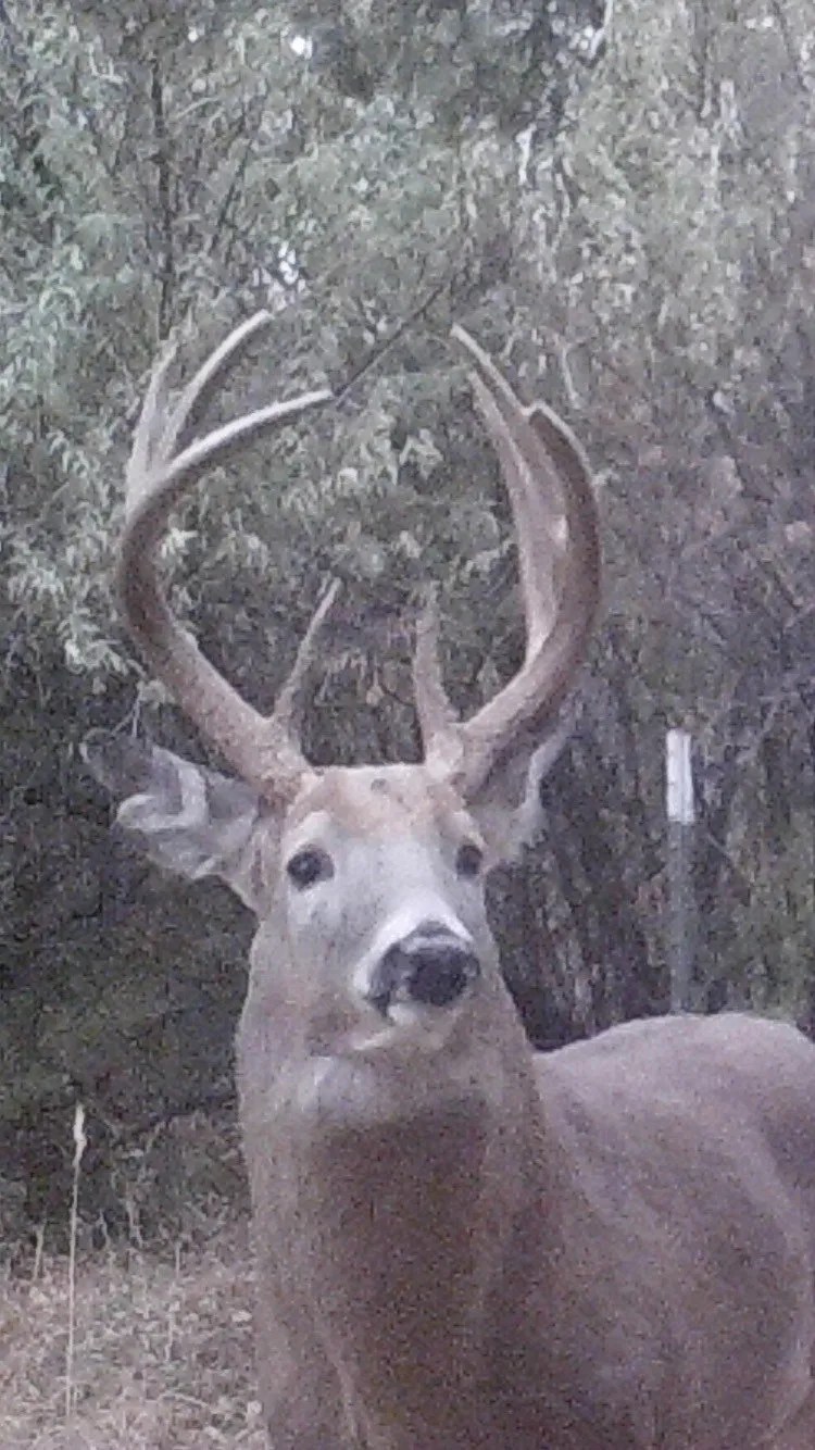 Nebraska Whitetail & Mule Deer Hunts Guide & Outfitter