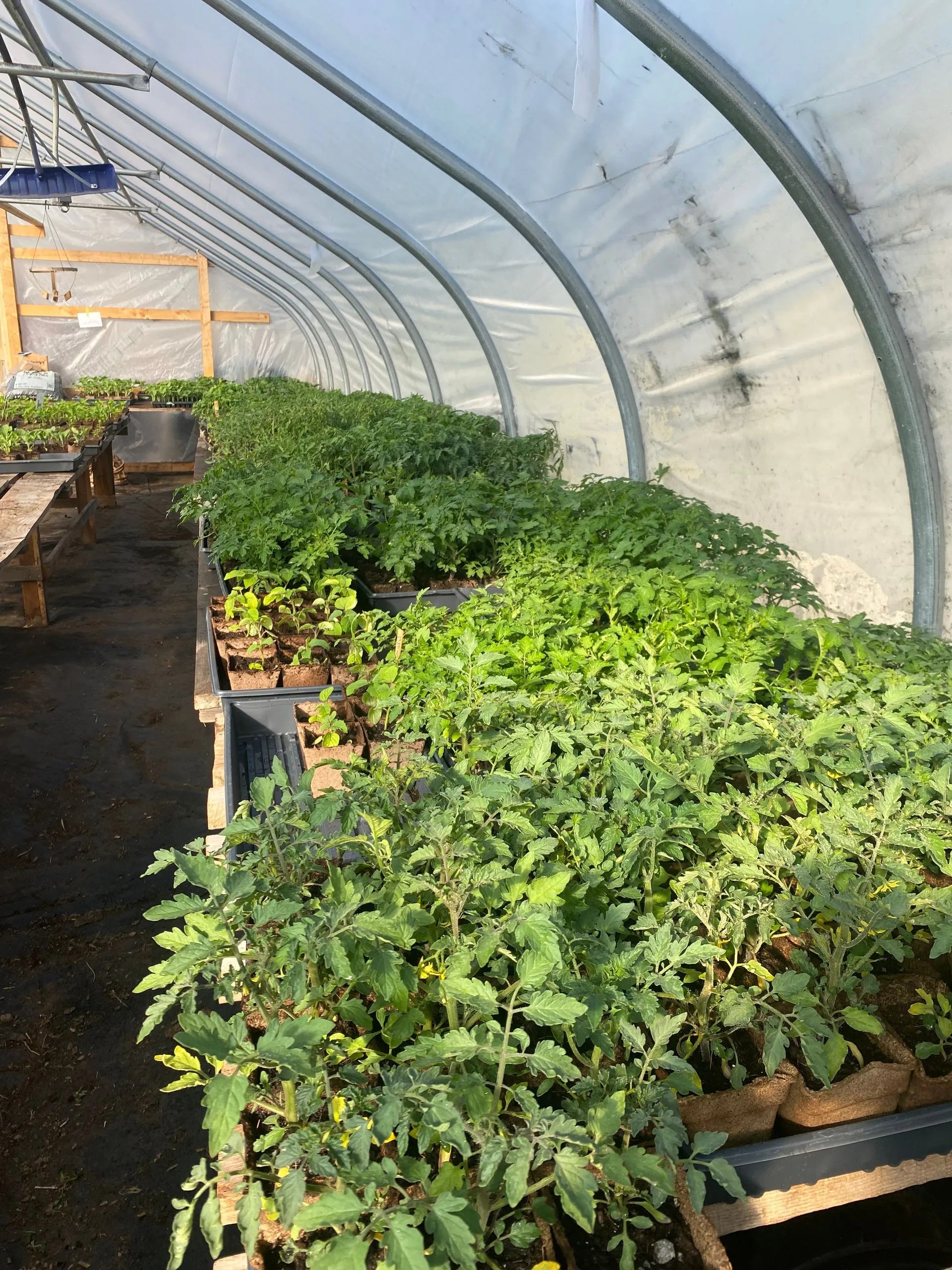 Hoolie Flats Farm Flower Maze in East Calais, VT